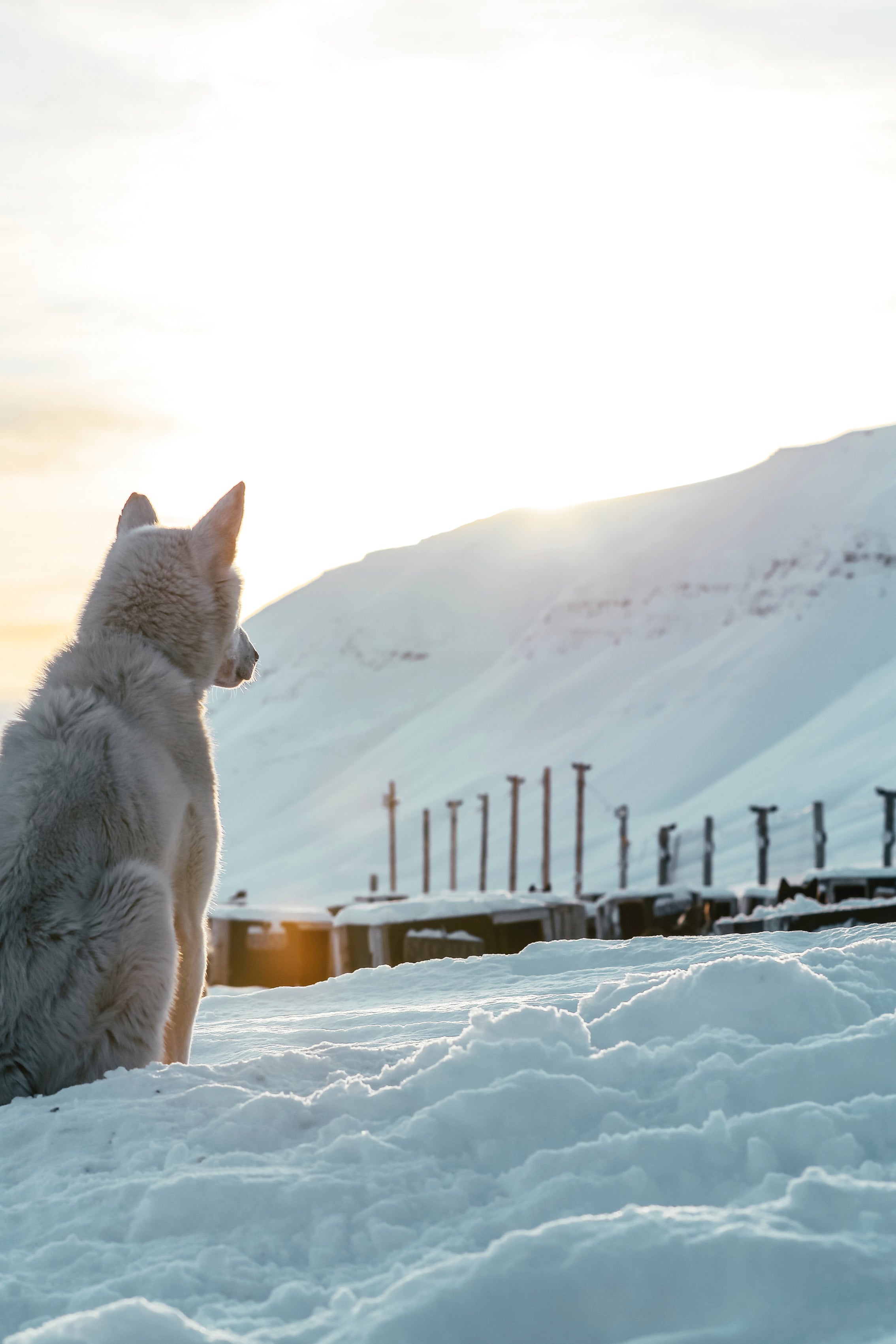 Whispers in the snow
