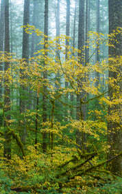 Maple and fir