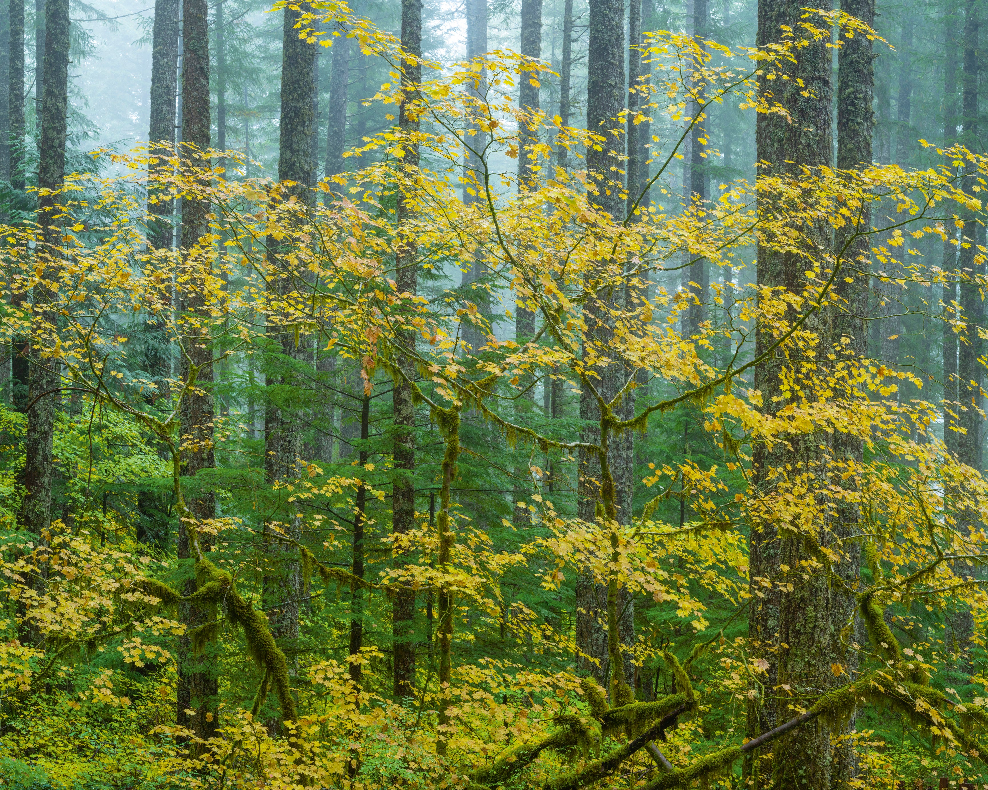 Mapleandfir-120x120cm.jpg