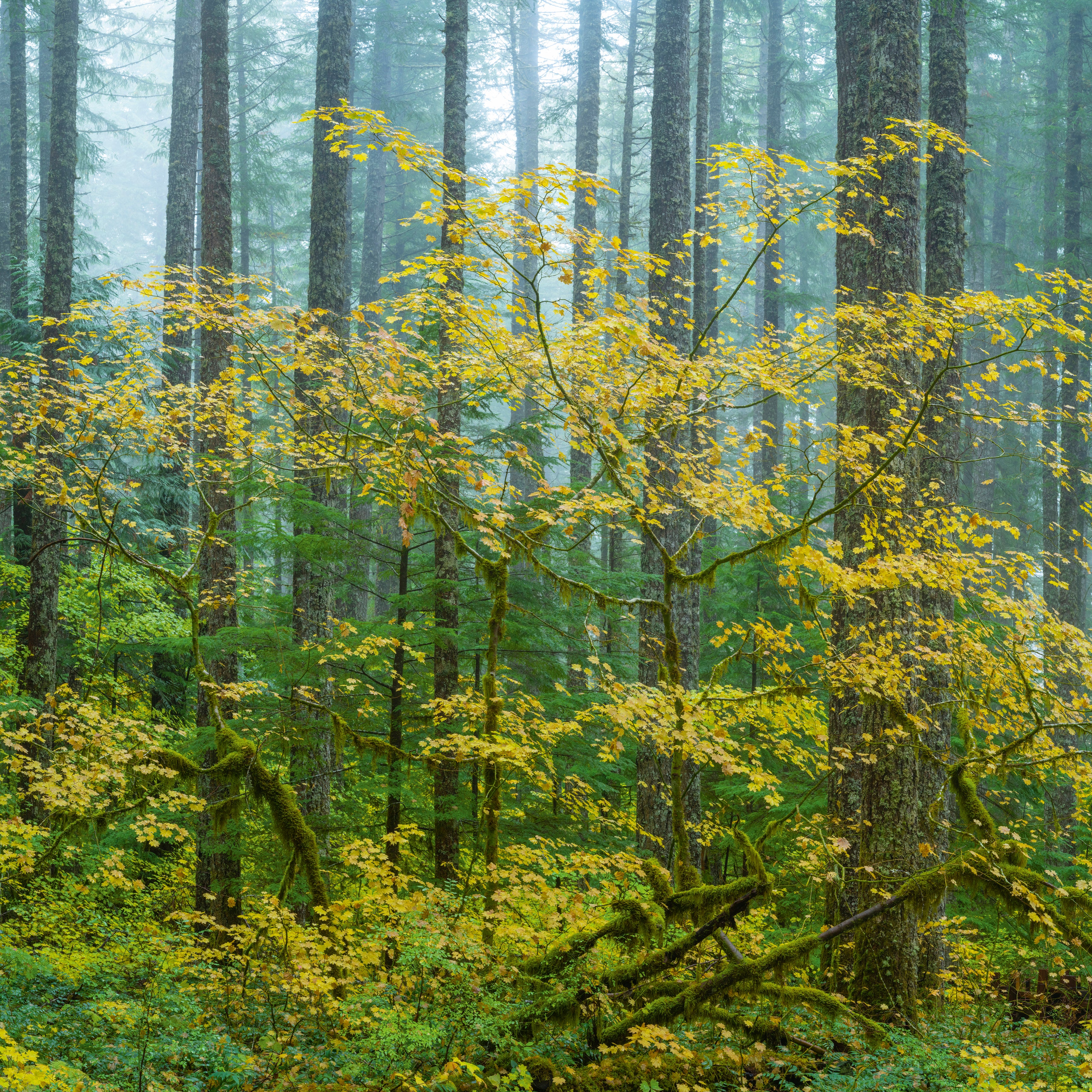 Maple and fir