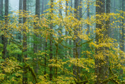 Maple and fir