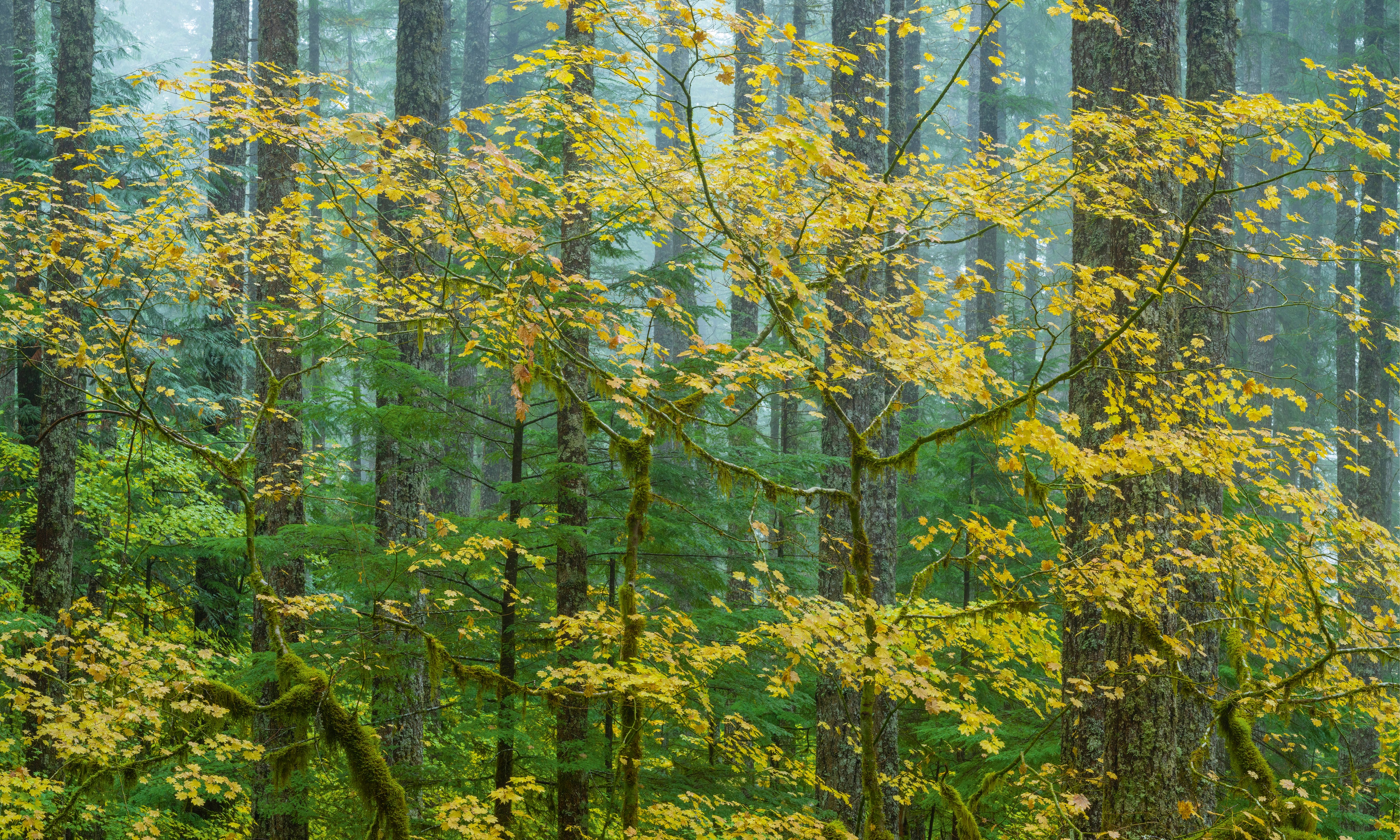 Mapleandfir-150x100cm.jpg