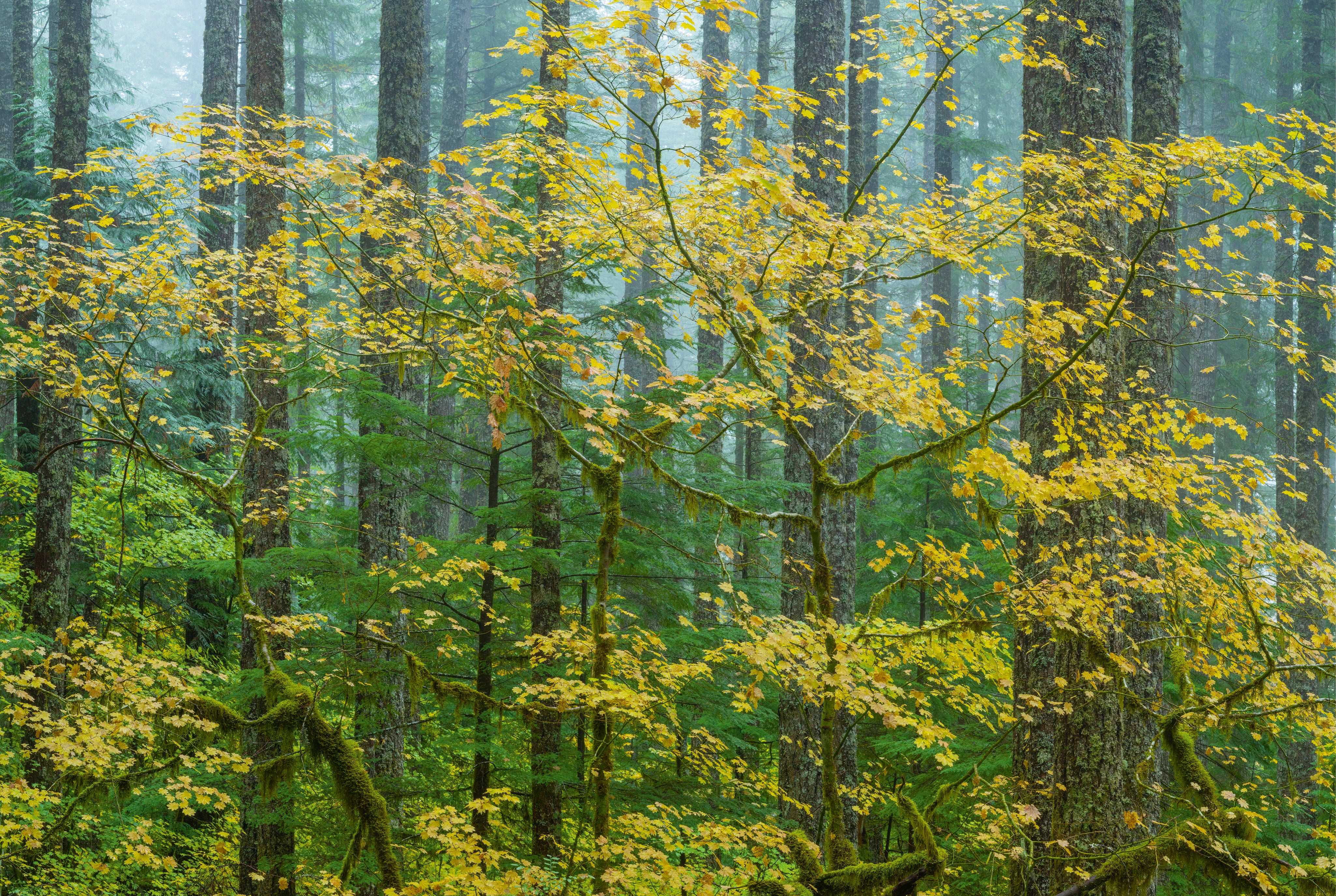 Mapleandfir-150x100cm.jpg
