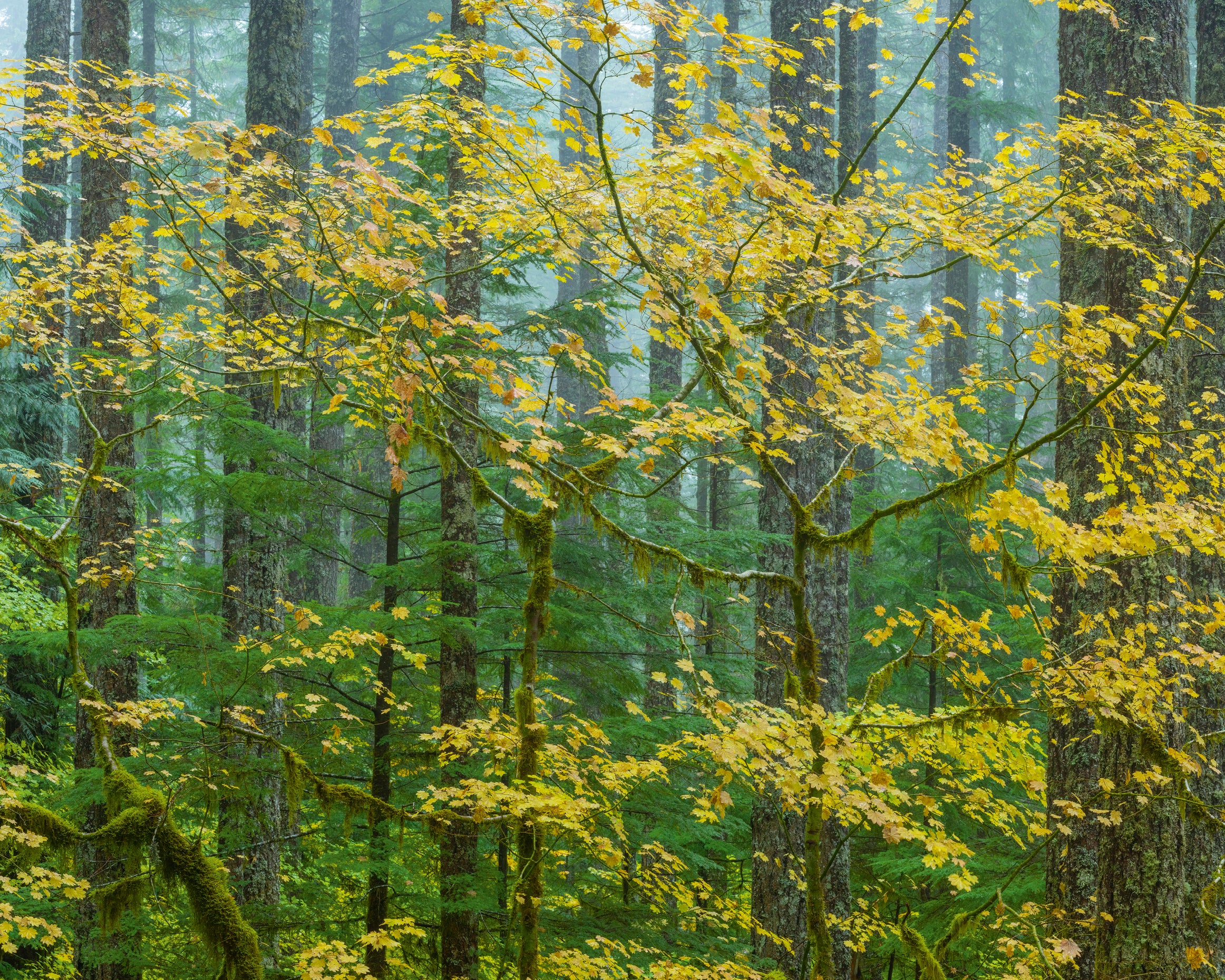 Mapleandfir-80x120cm.jpg