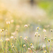 Meadowglow