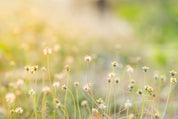 Meadowglow
