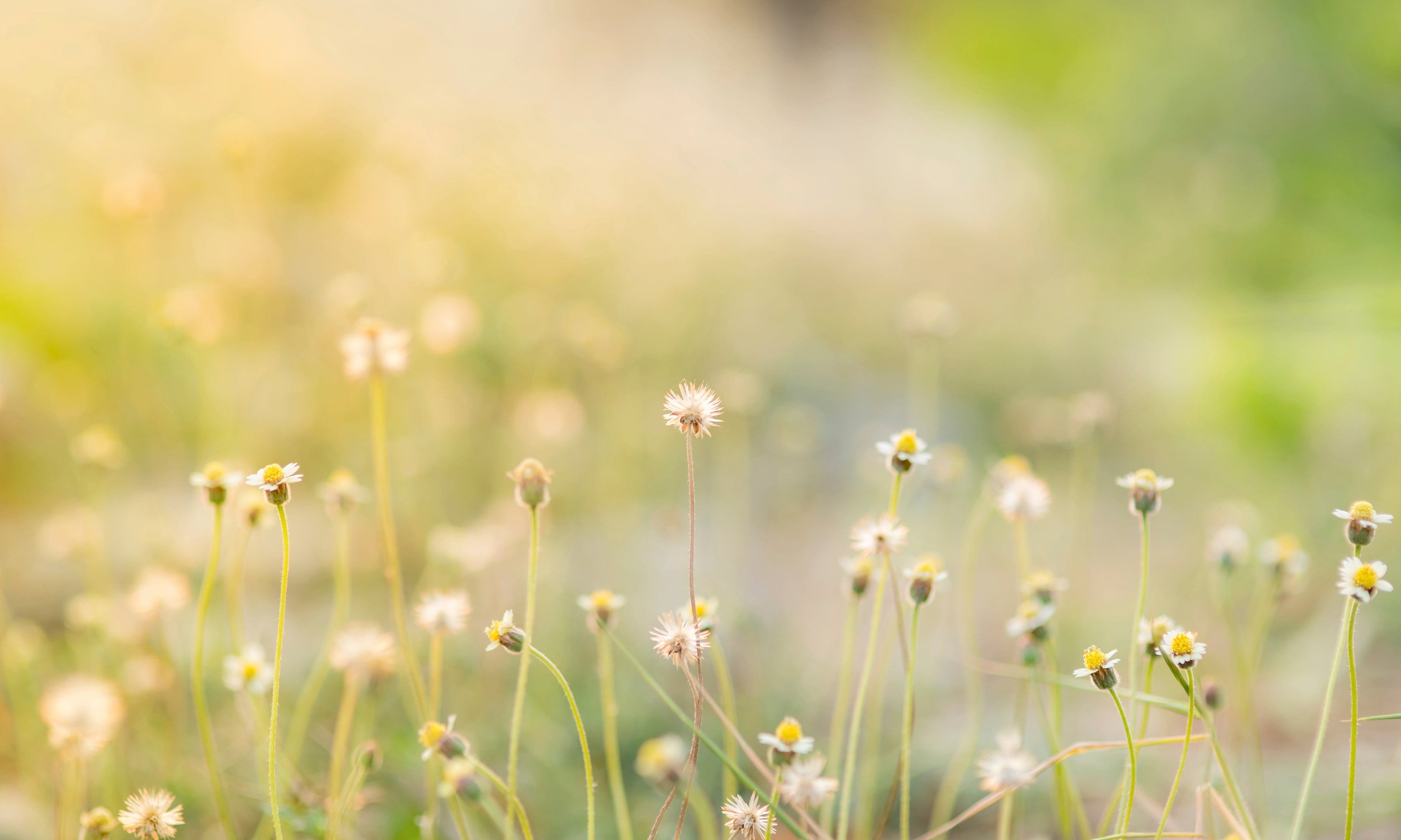 Meadowglow-120x80cm.jpg