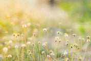 Meadowglow