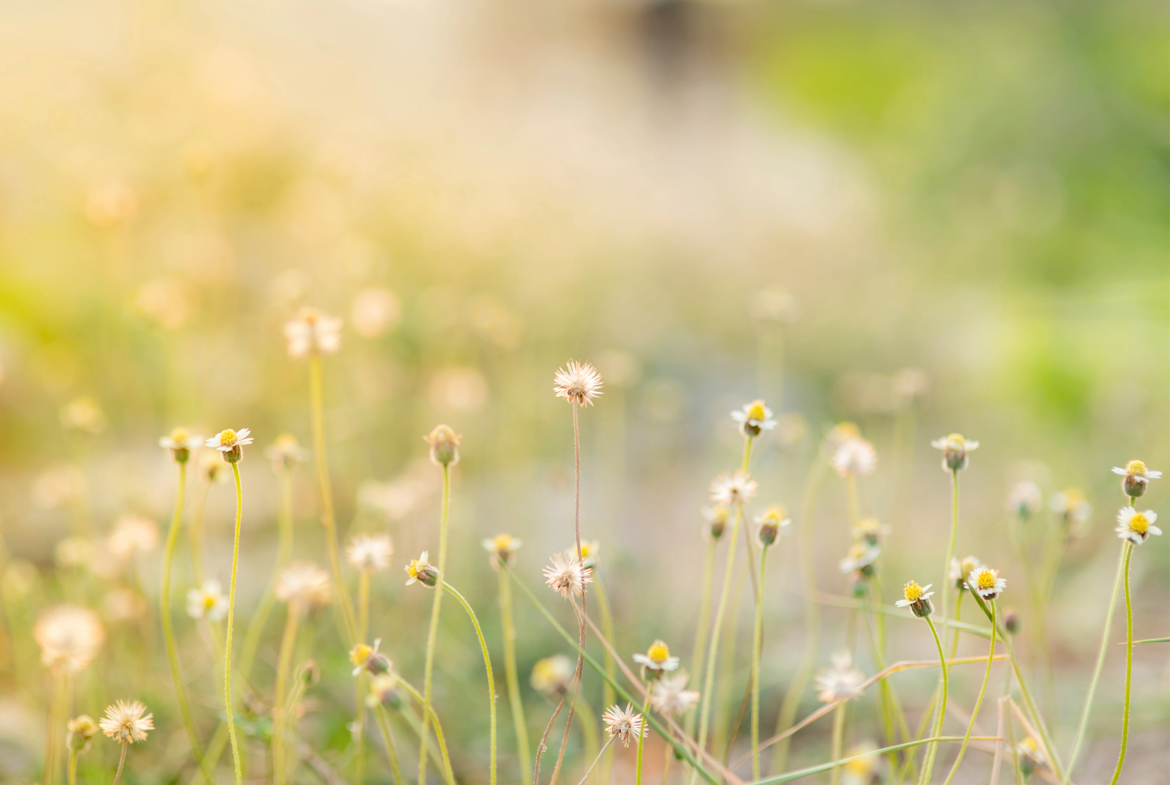 Meadowglow-150x100cm.jpg