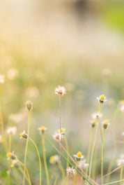 Meadowglow