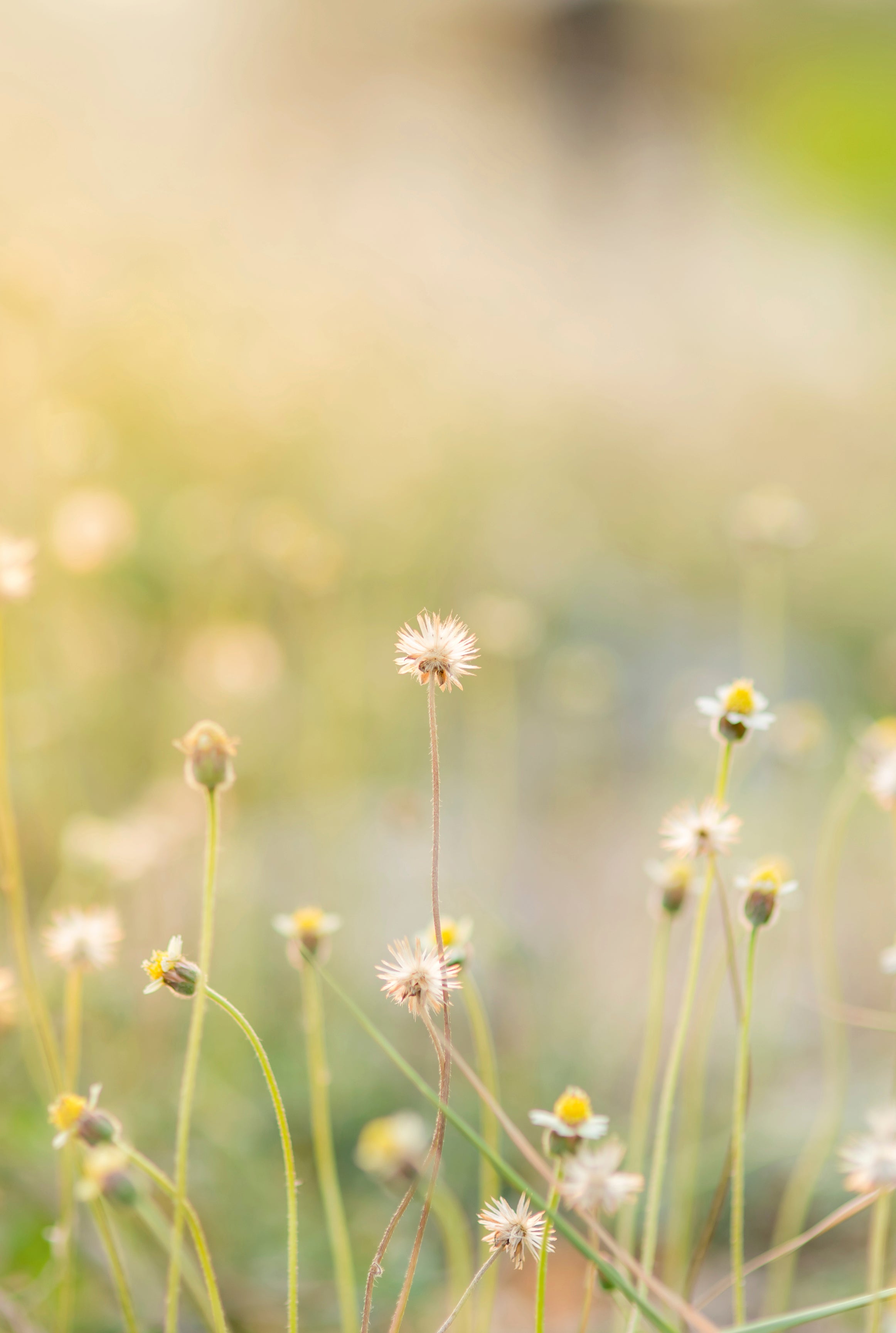Meadowglow
