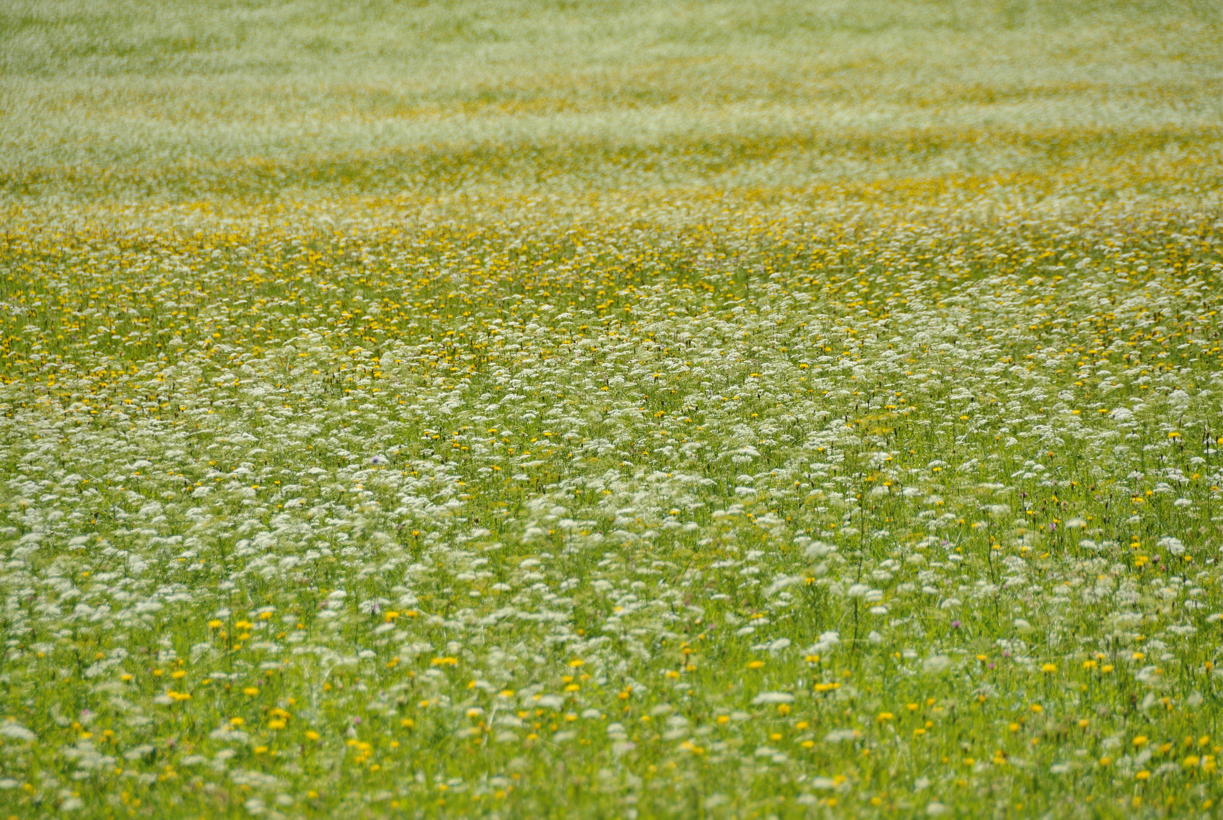 Meditative stillness