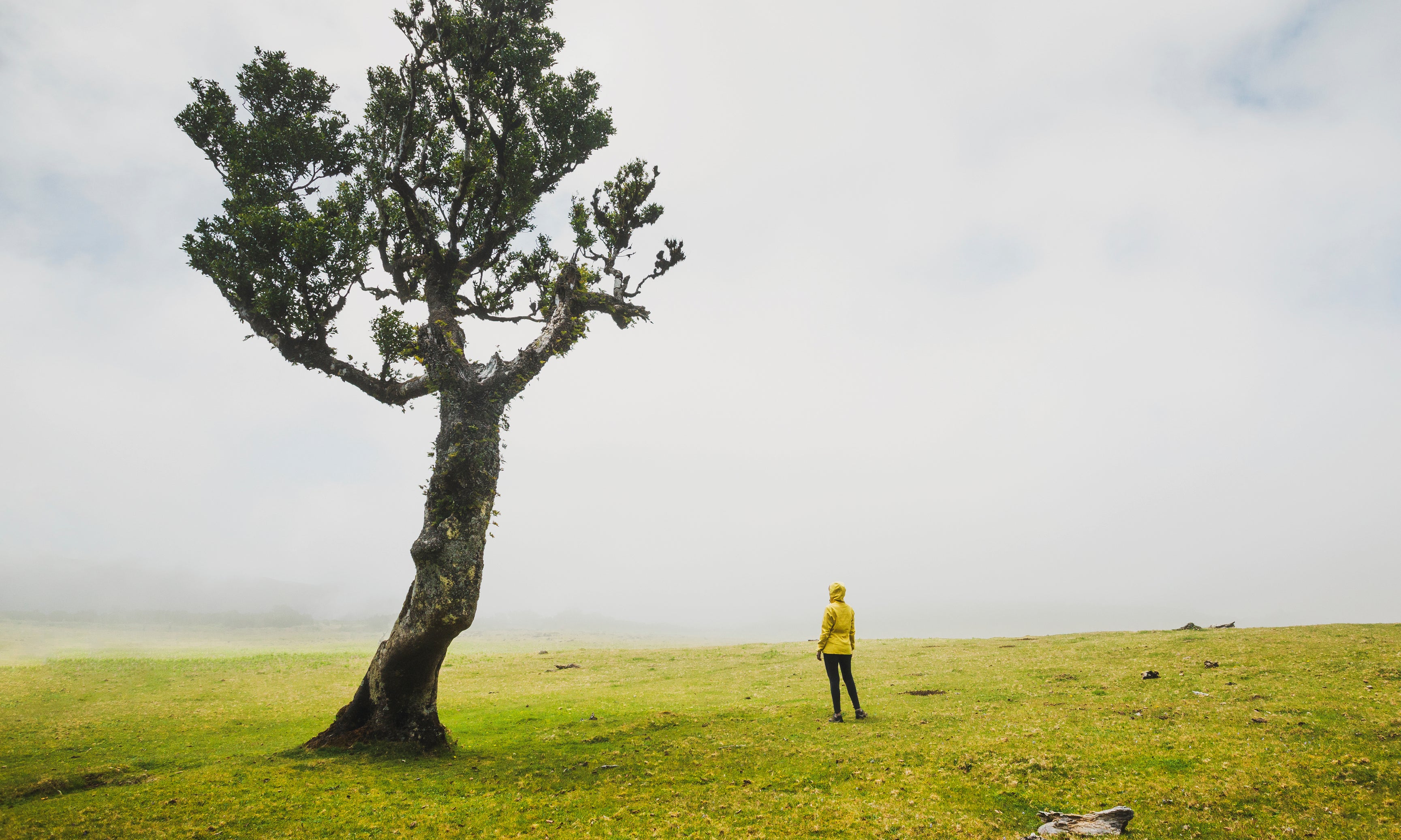 Mistwalker-120x80cm_585146c8-cb02-41a1-8823-f85b28ffdeb2.jpg