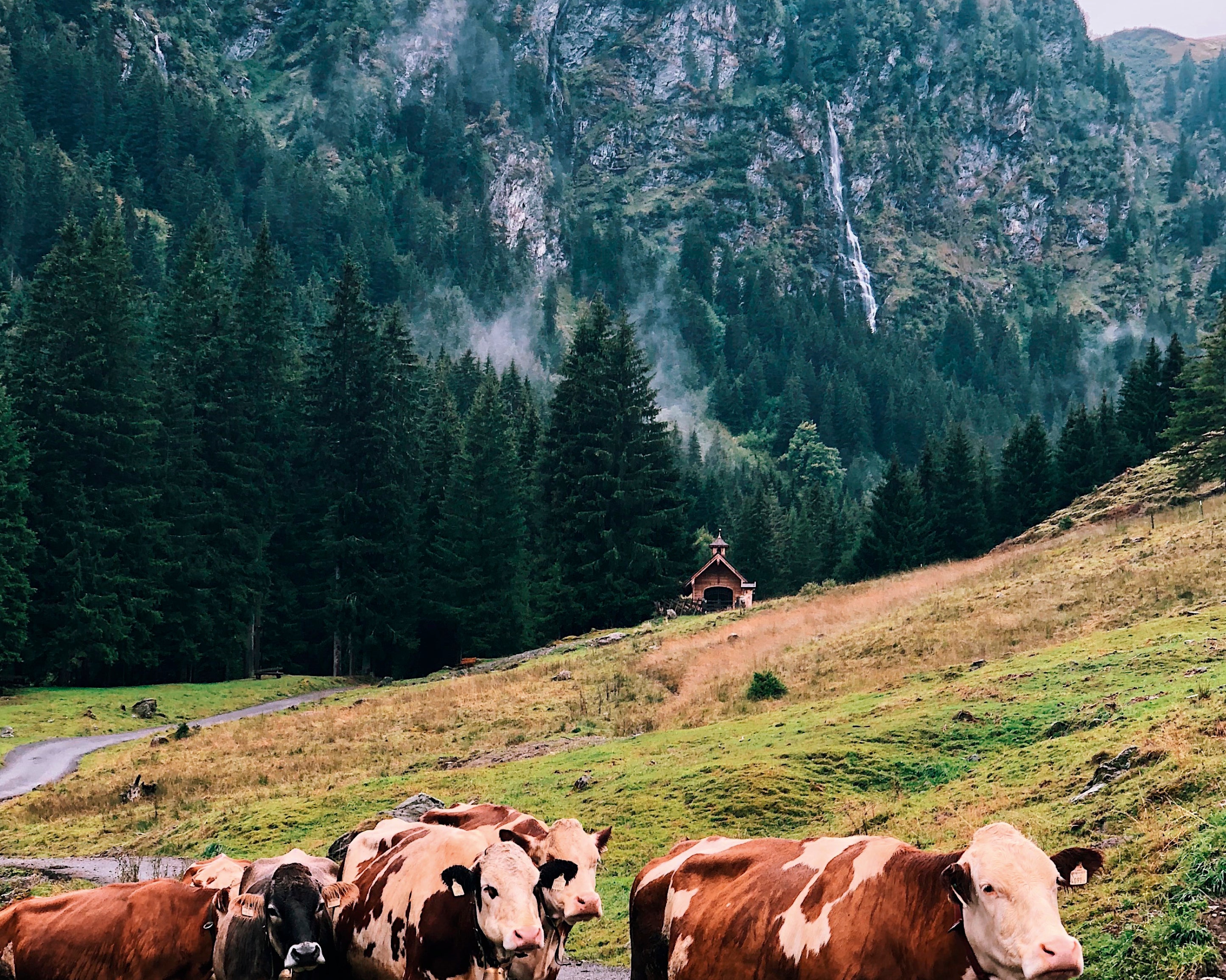 Moointhemeadow-100x150cm_2b42a6d9-5edc-4902-aa07-2bb65089e88a.jpg
