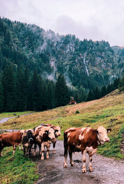 Moo in the meadow