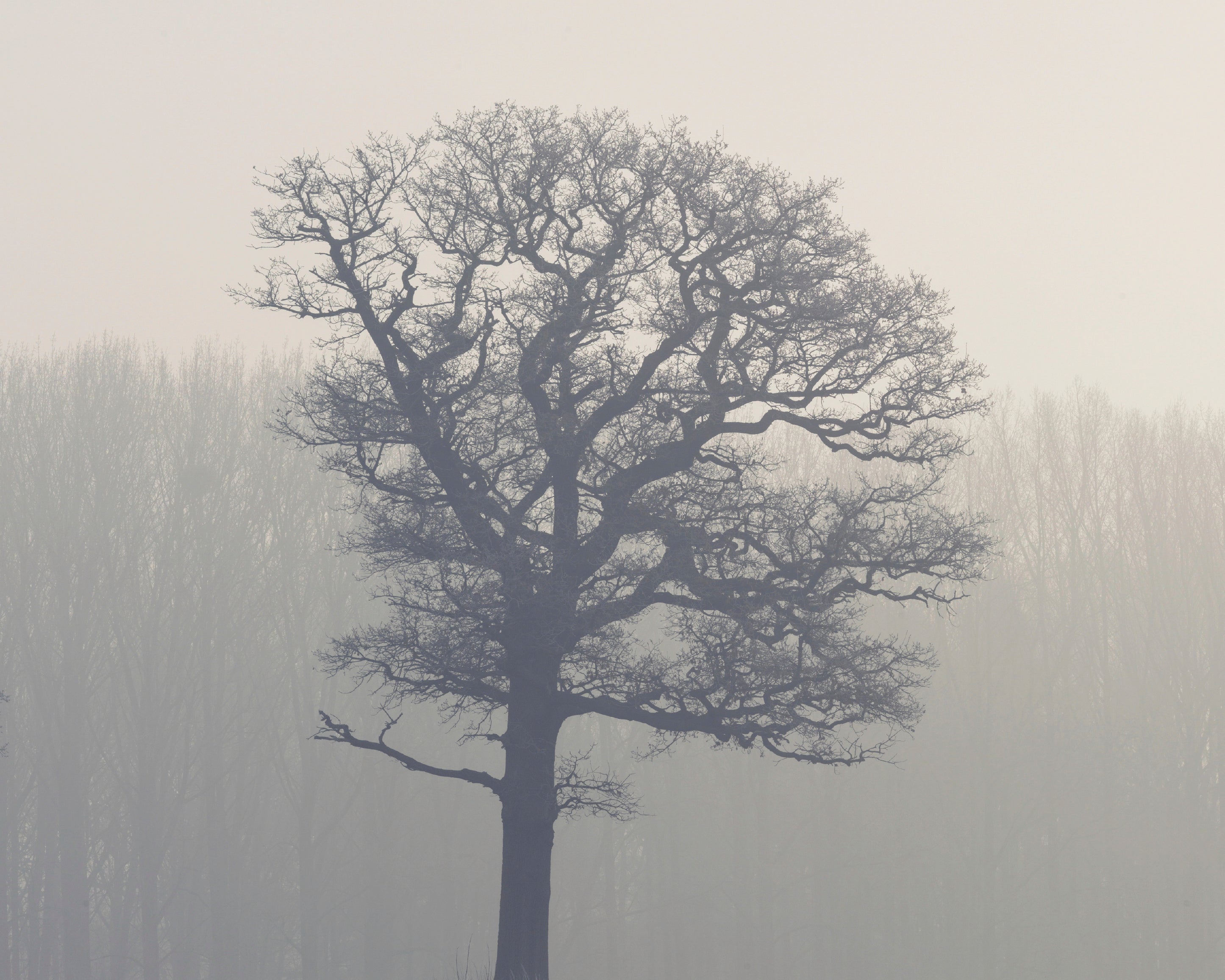 Mysticalwoods-100x150cm_a83307b1-81d4-4f0f-a30d-2437c3cc32e1.jpg