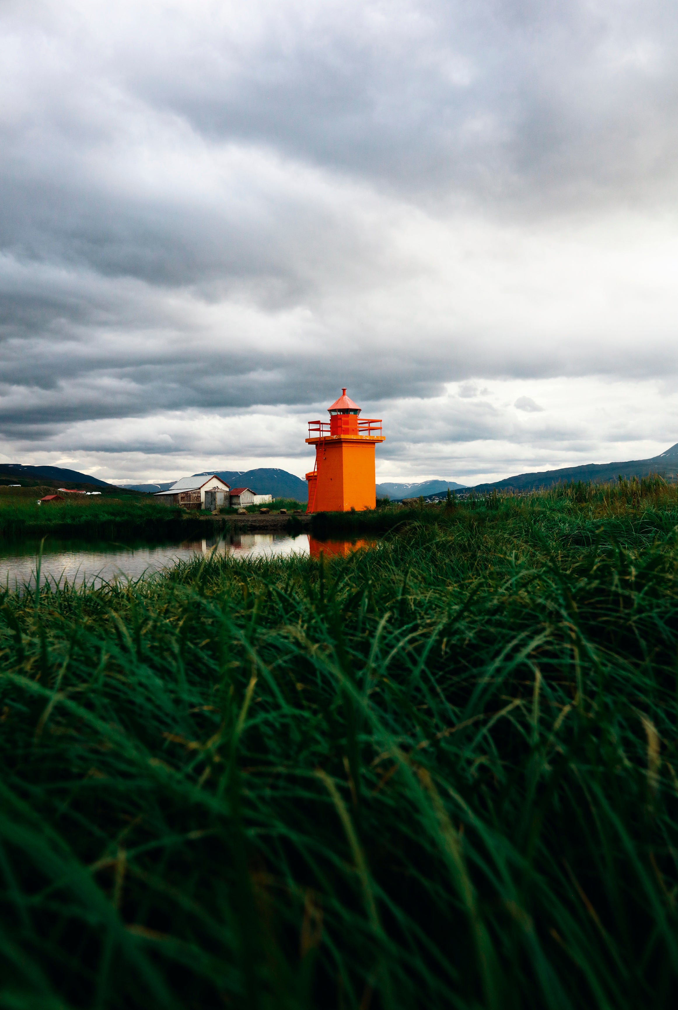Orange in the grassy mire