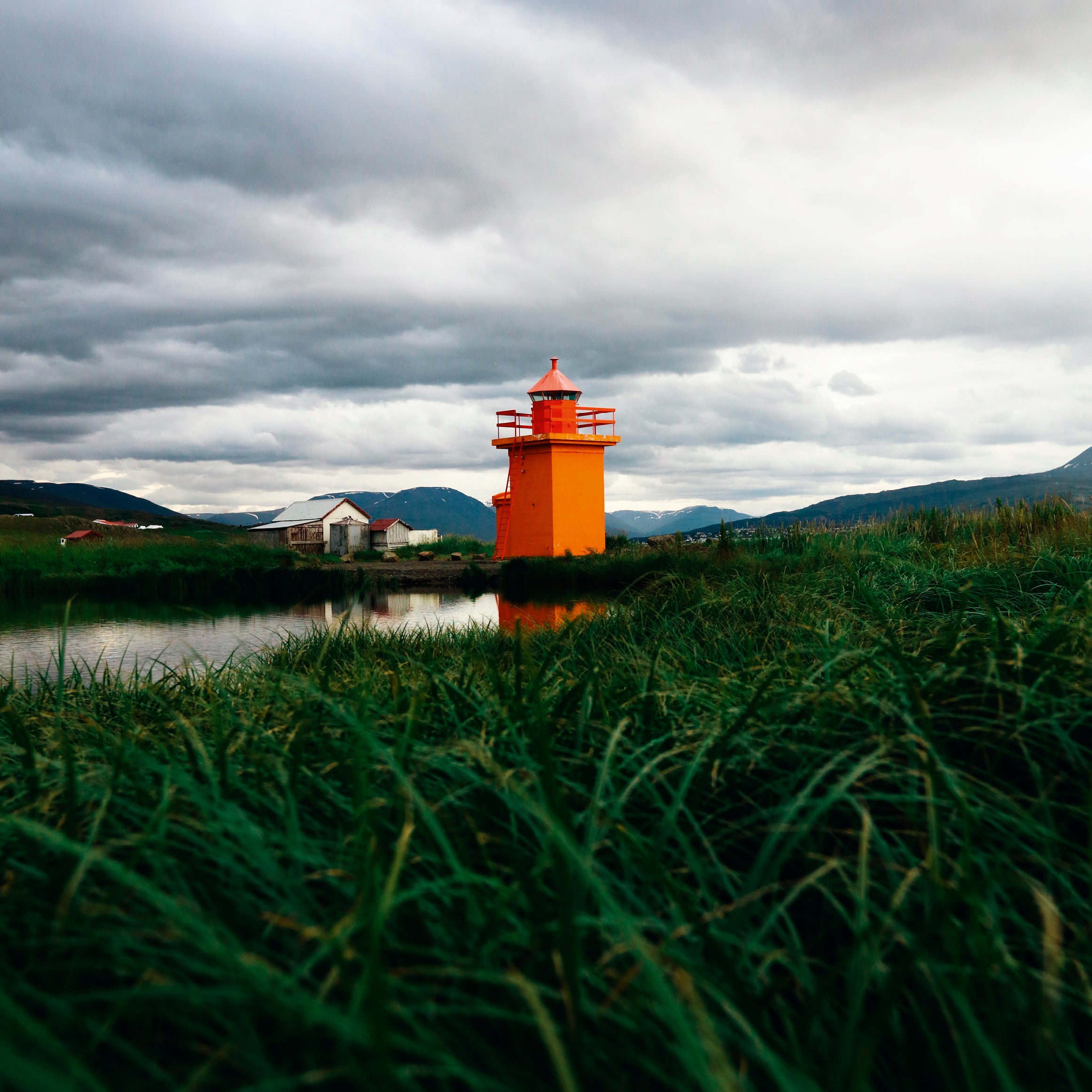 Orange in the grassy mire