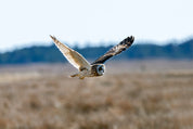 Owl focus