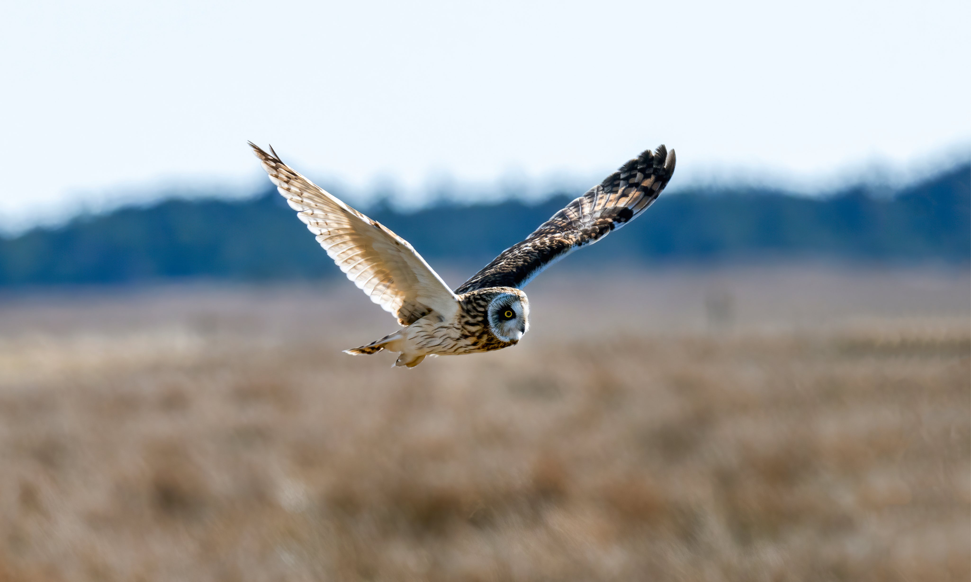 Owlfocus-150x100cm.jpg