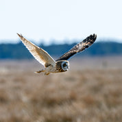 Owl focus