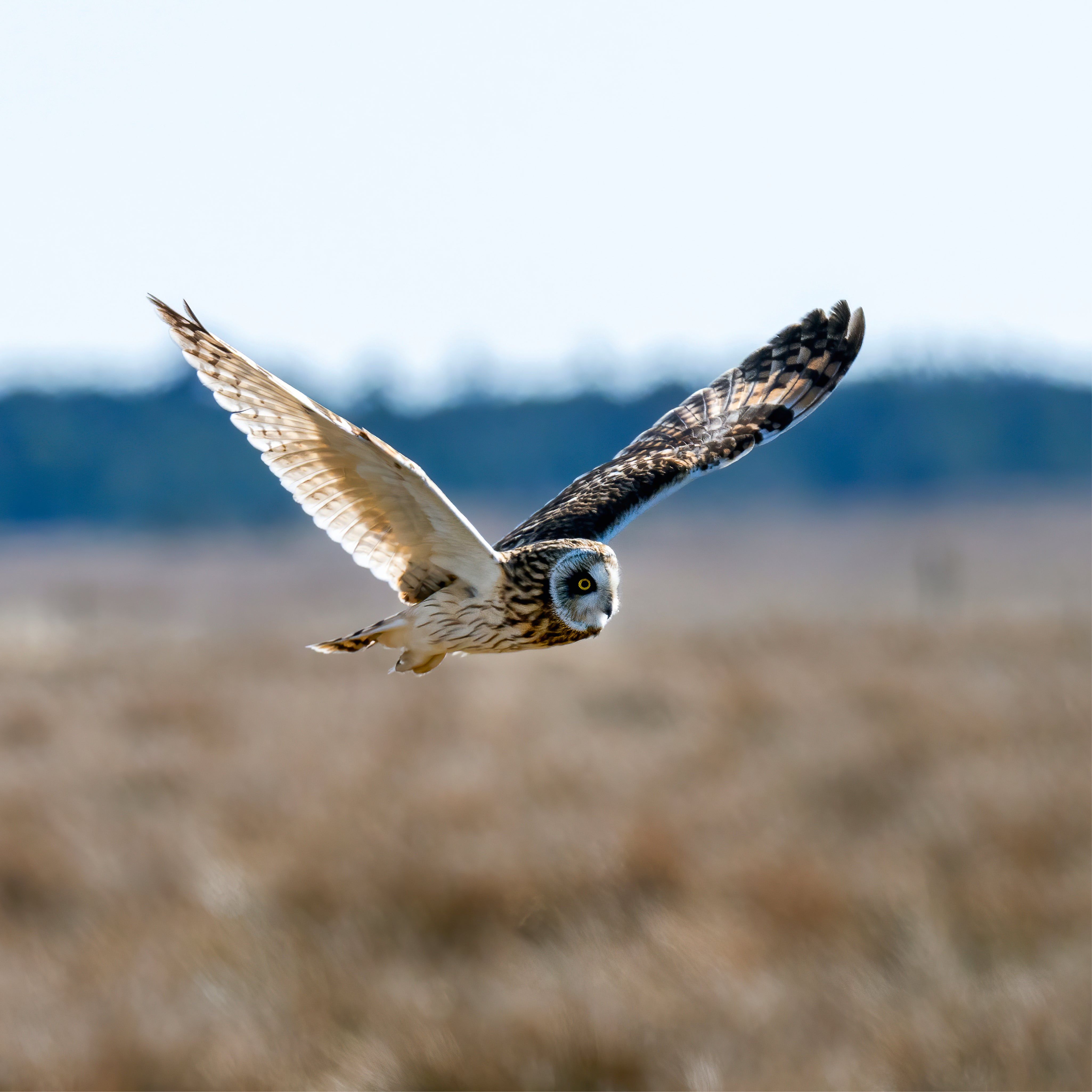 Owl focus