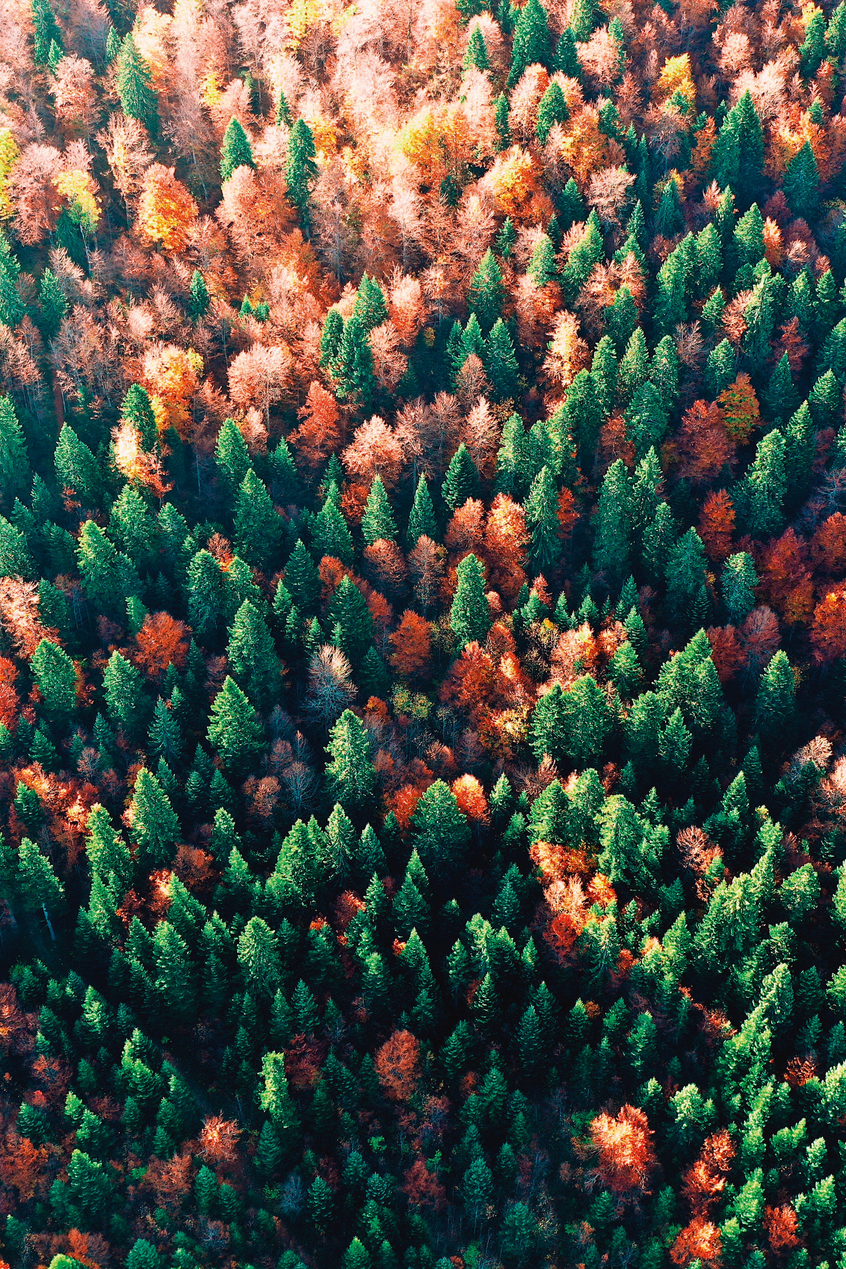 Palette of fall
