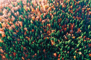 Palette of fall