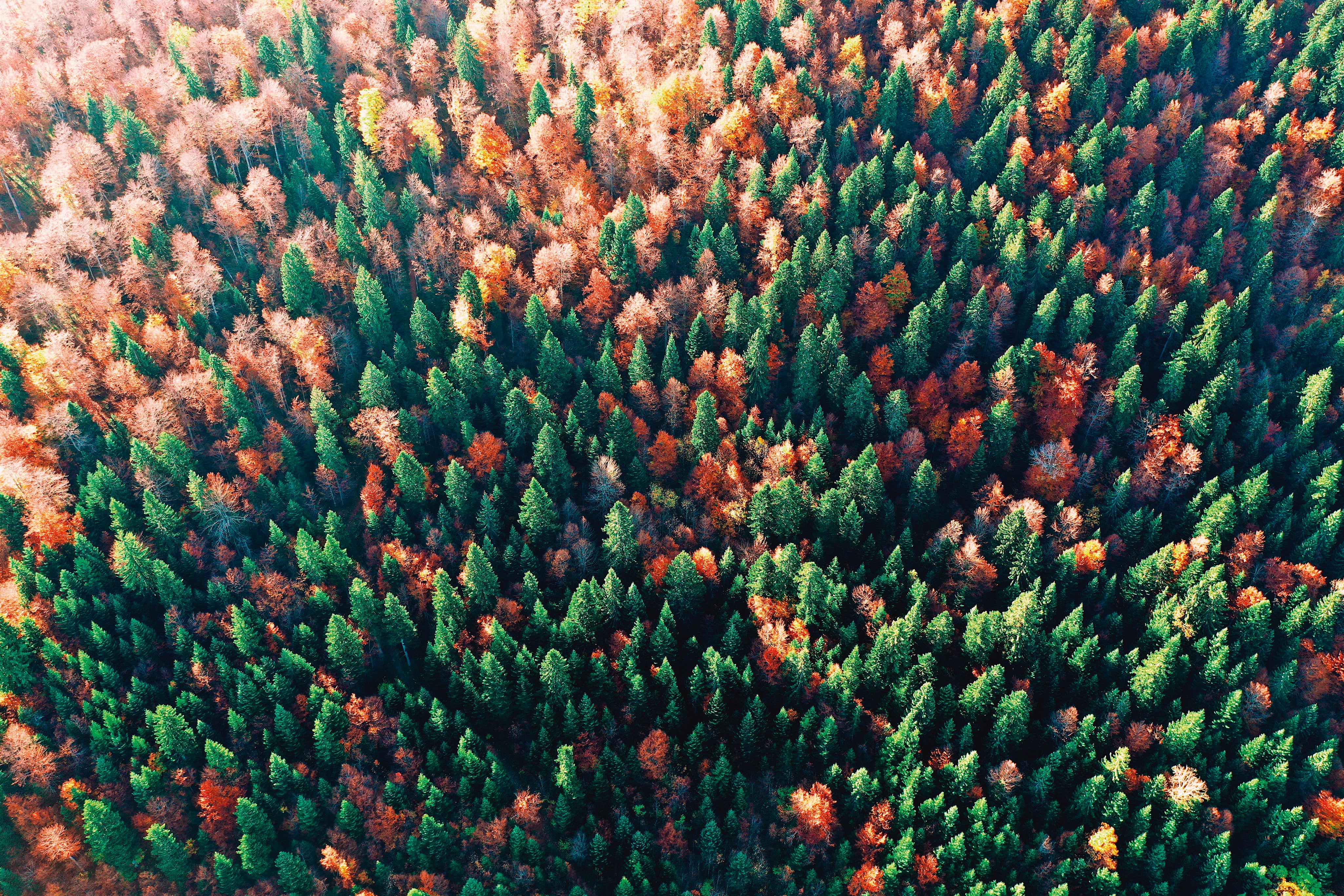Palette of fall