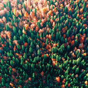 Palette of fall