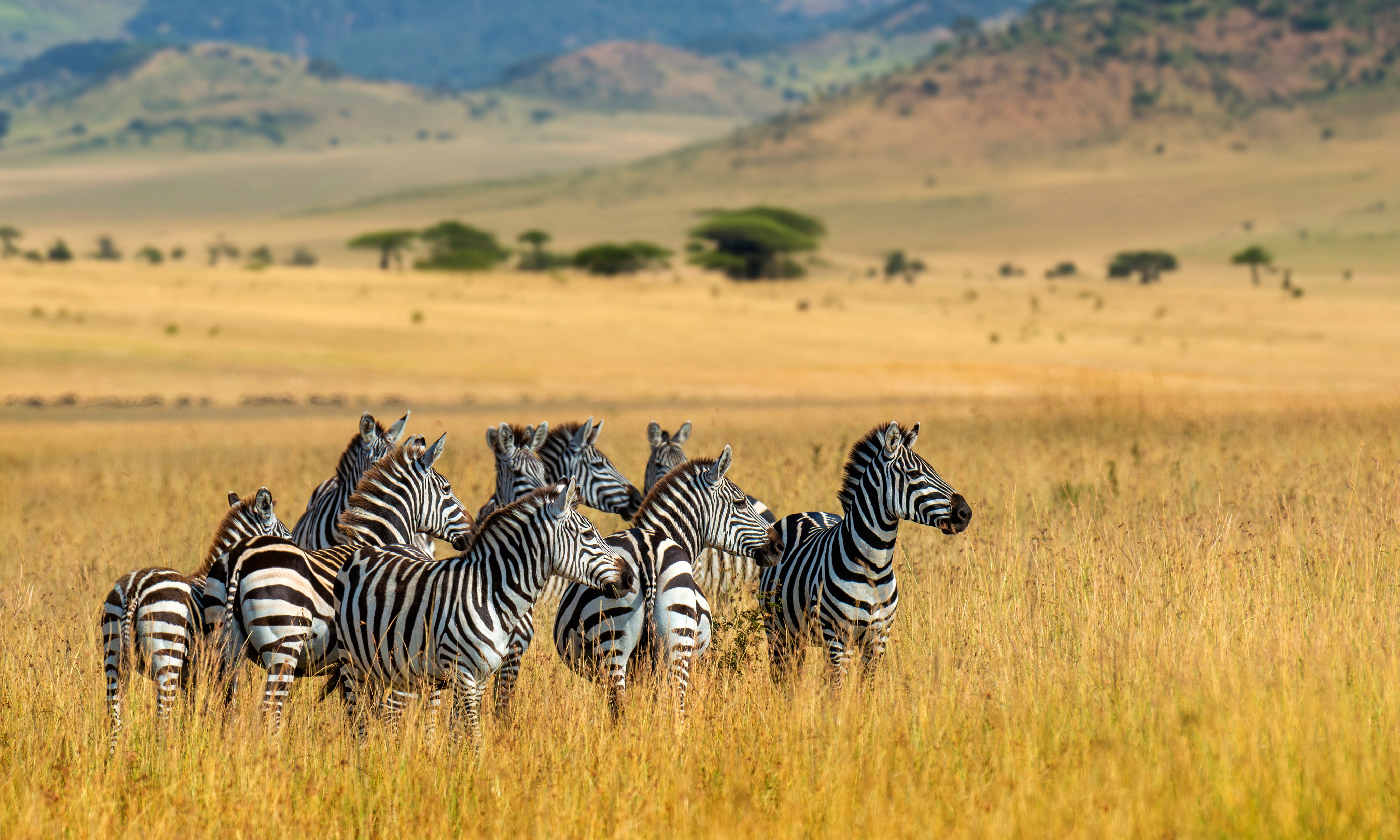 Patternsinthewild-150x100cm.jpg
