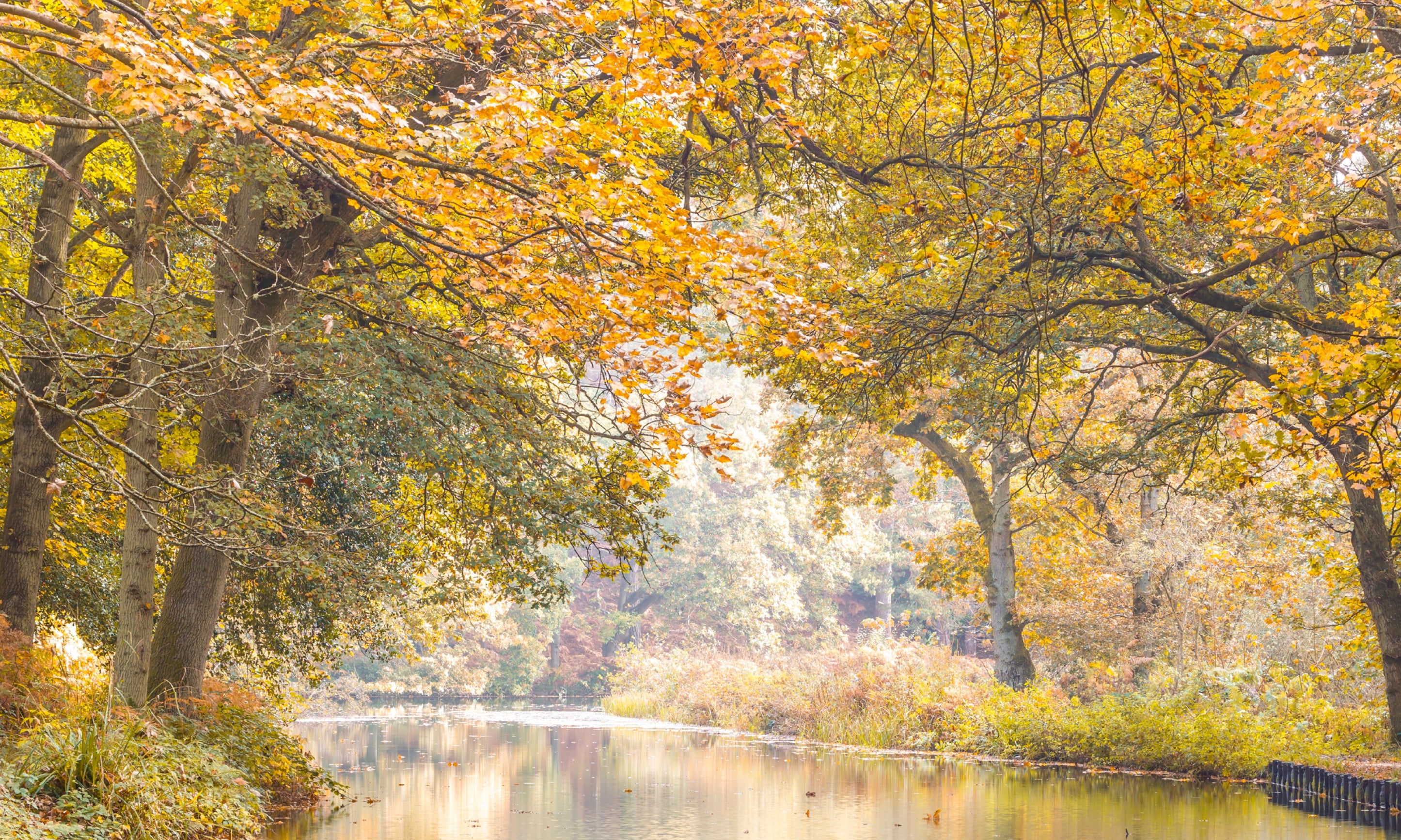 Peacefulforestcanal-100x160cm_909111f9-8d62-44c6-bdd3-e54cb132a88a.jpg