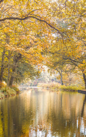 Peaceful forest canal