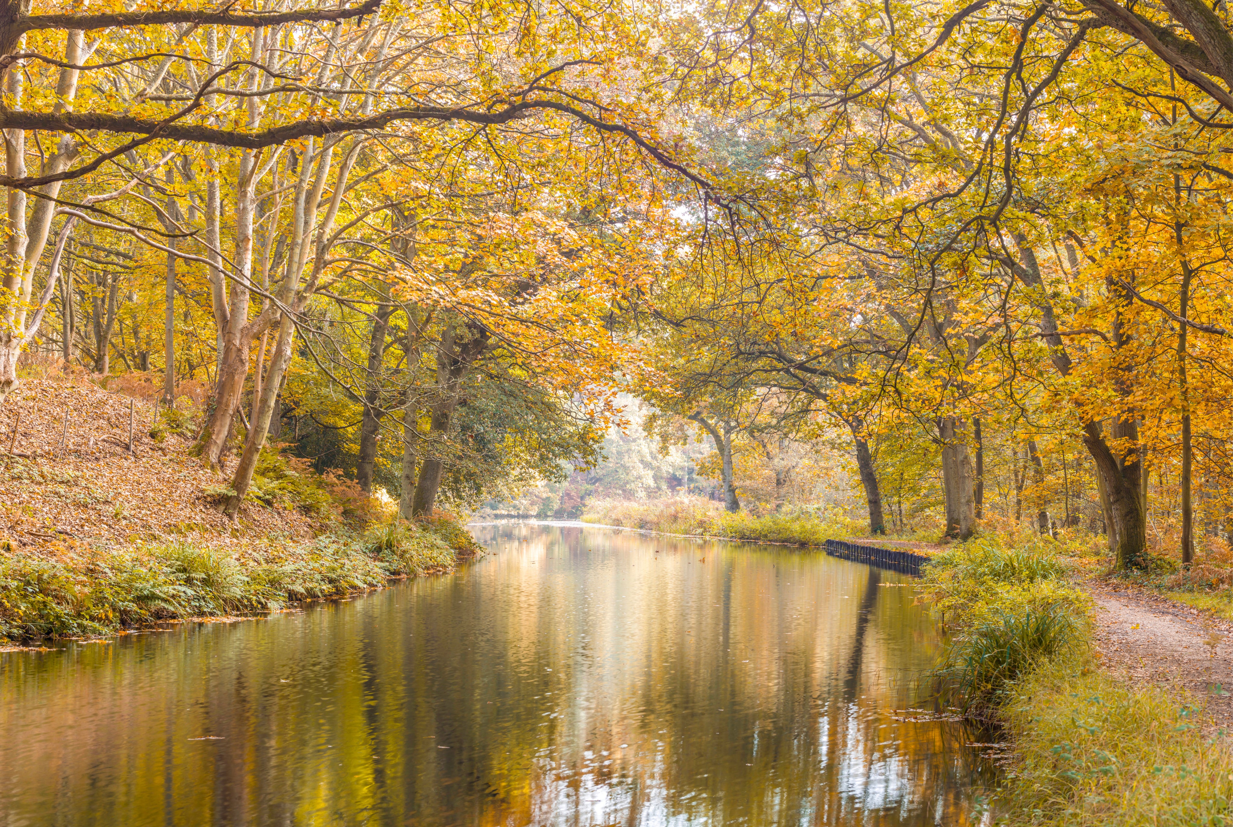Peaceful forest canal