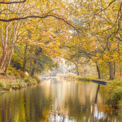 Peaceful forest canal