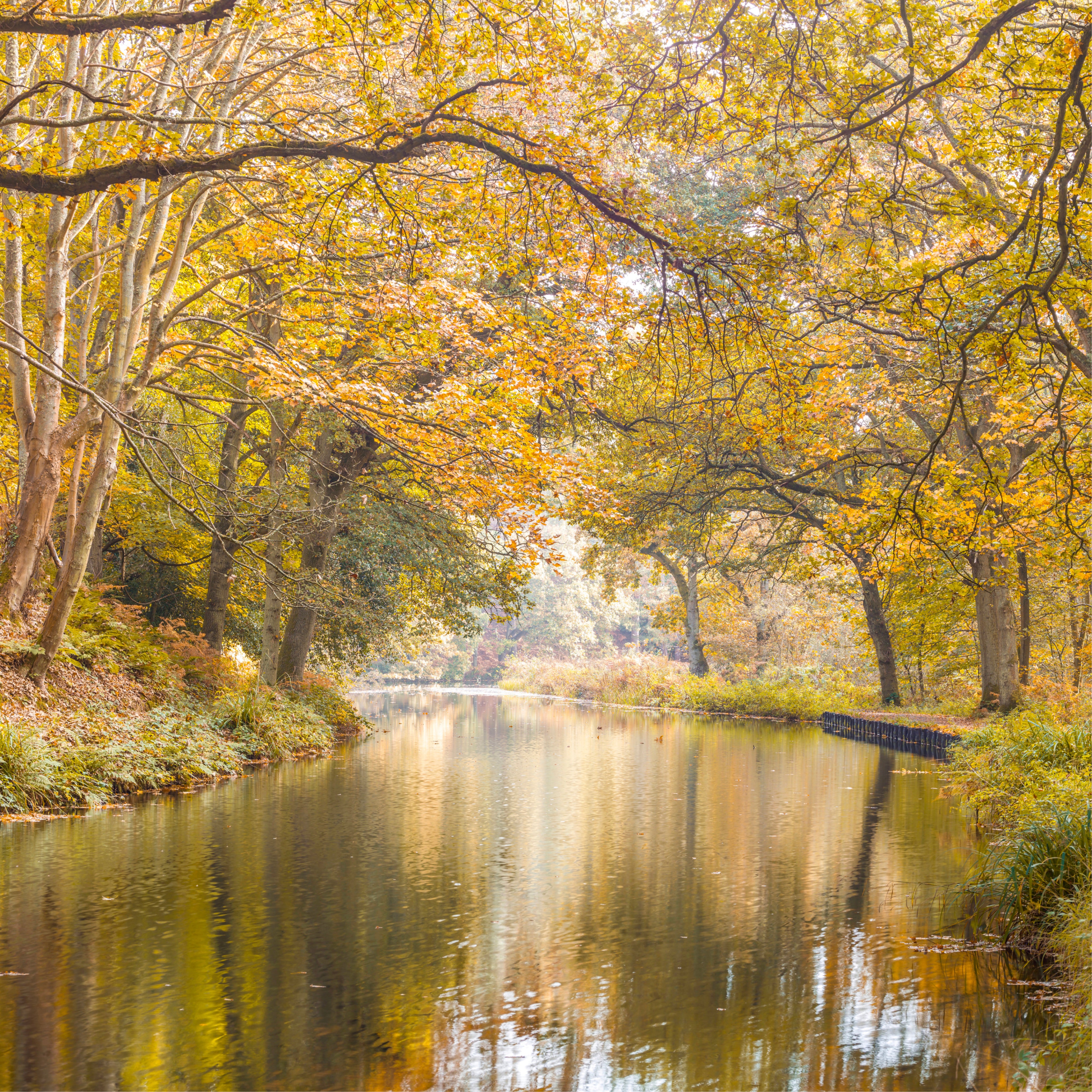 Peaceful forest canal