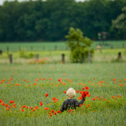 Poppy dreams