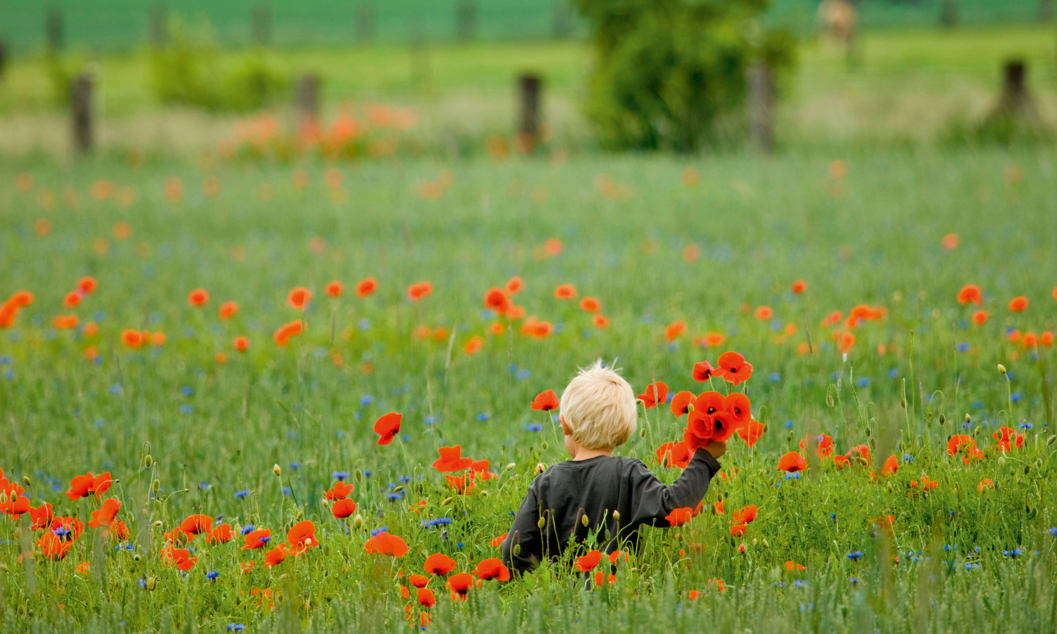 Poppydreams-120x80cm_40202698-24b5-4e65-8a2f-9ce8da9841d2.jpg