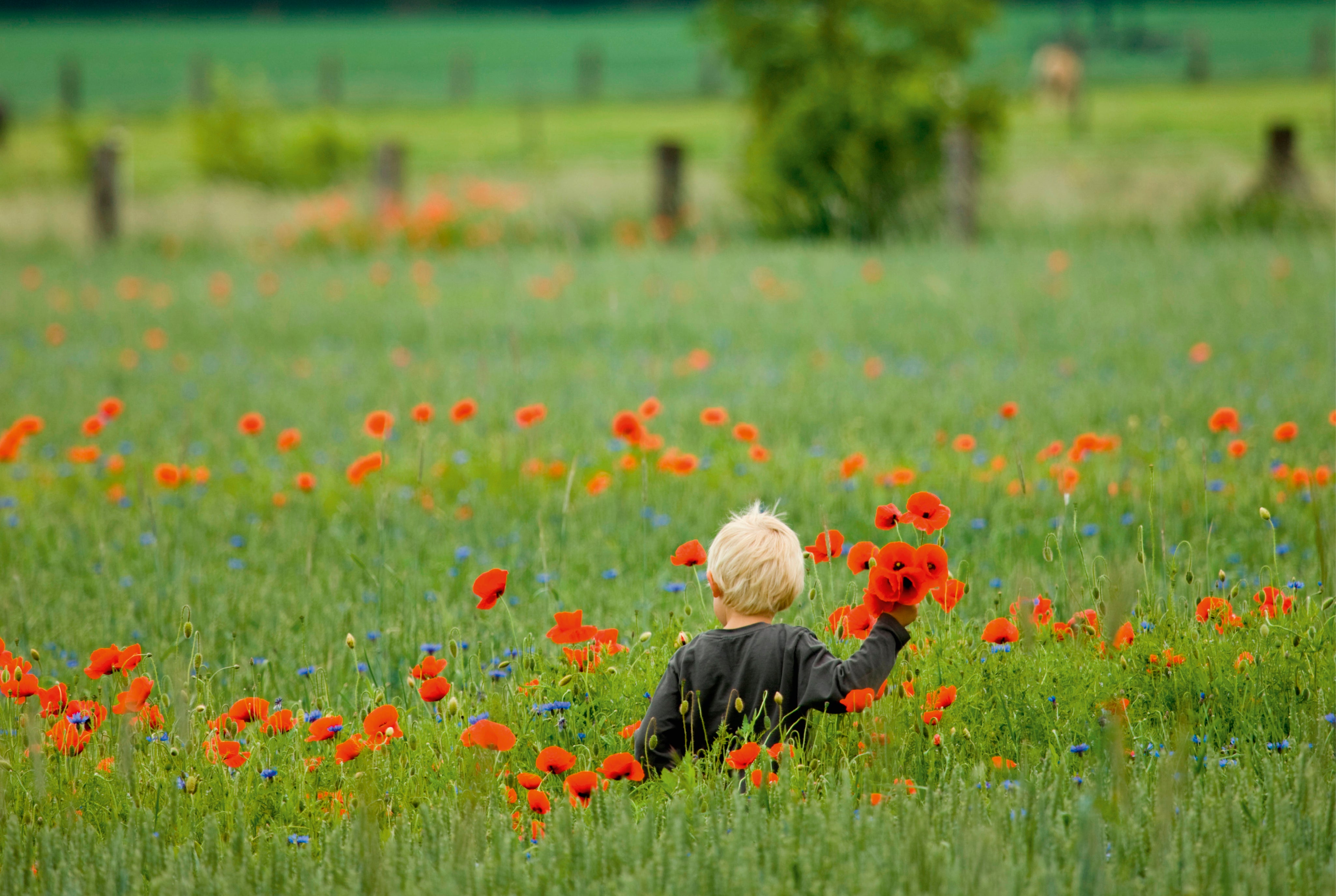 Poppy dreams