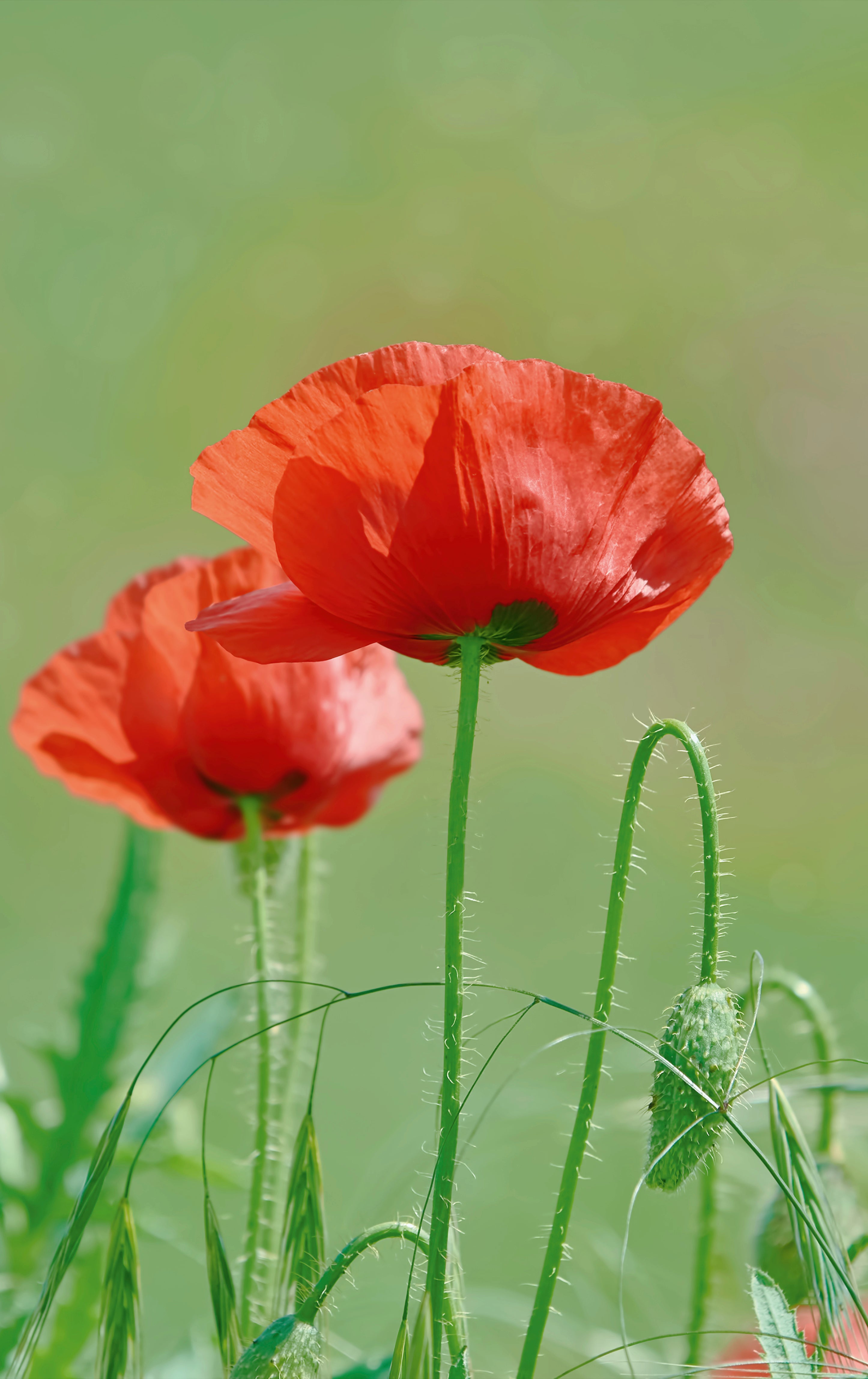 Poppy duet