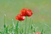 Poppy duet
