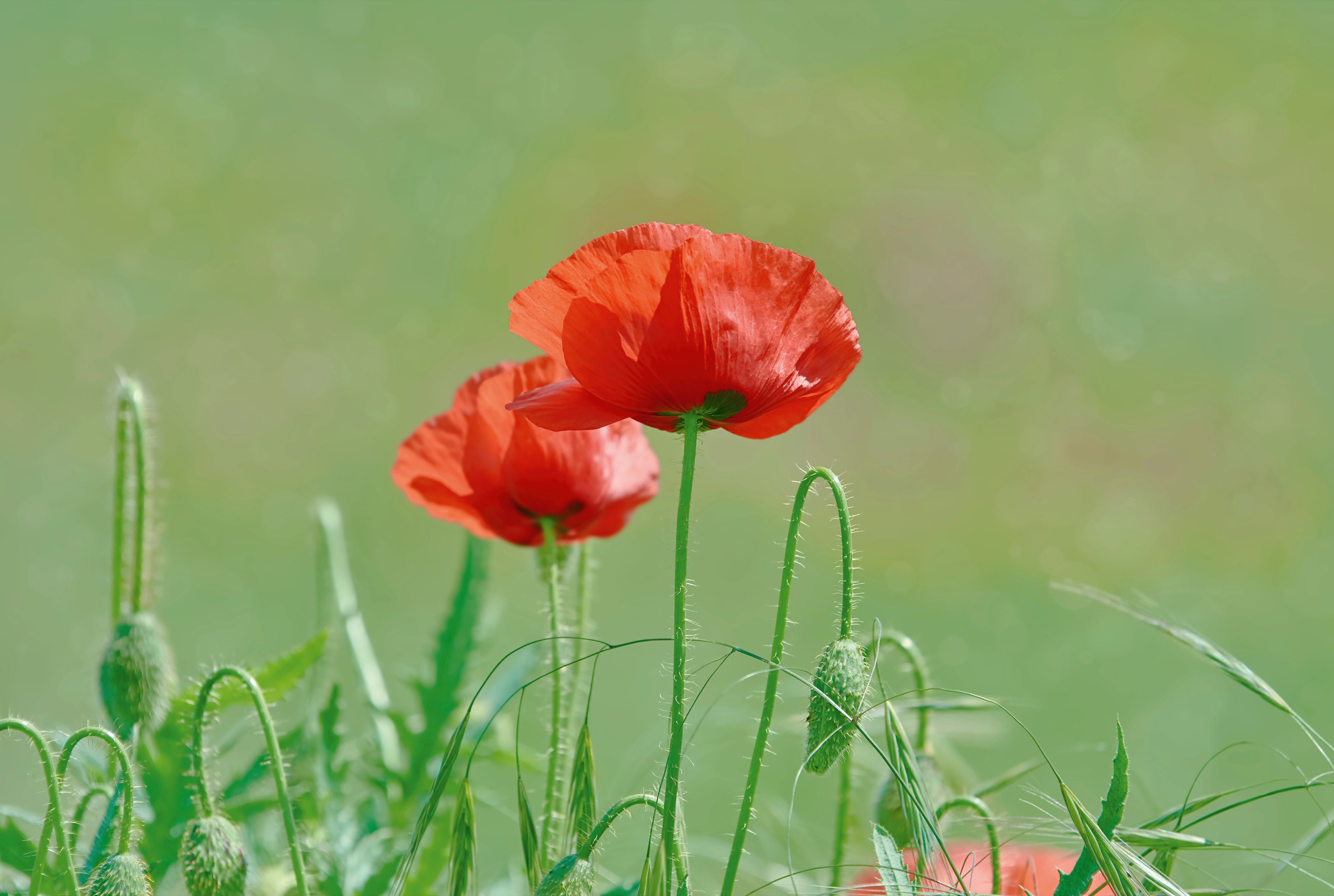 Poppy duet