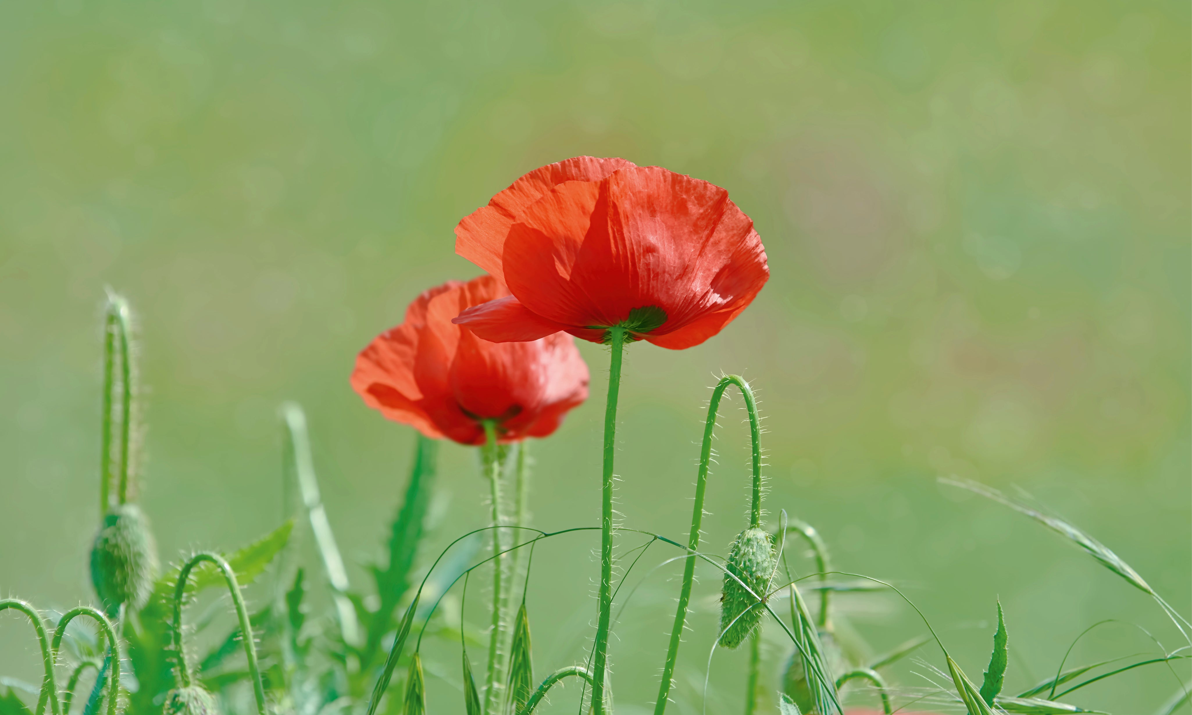 Poppyduet-150x100cm.jpg