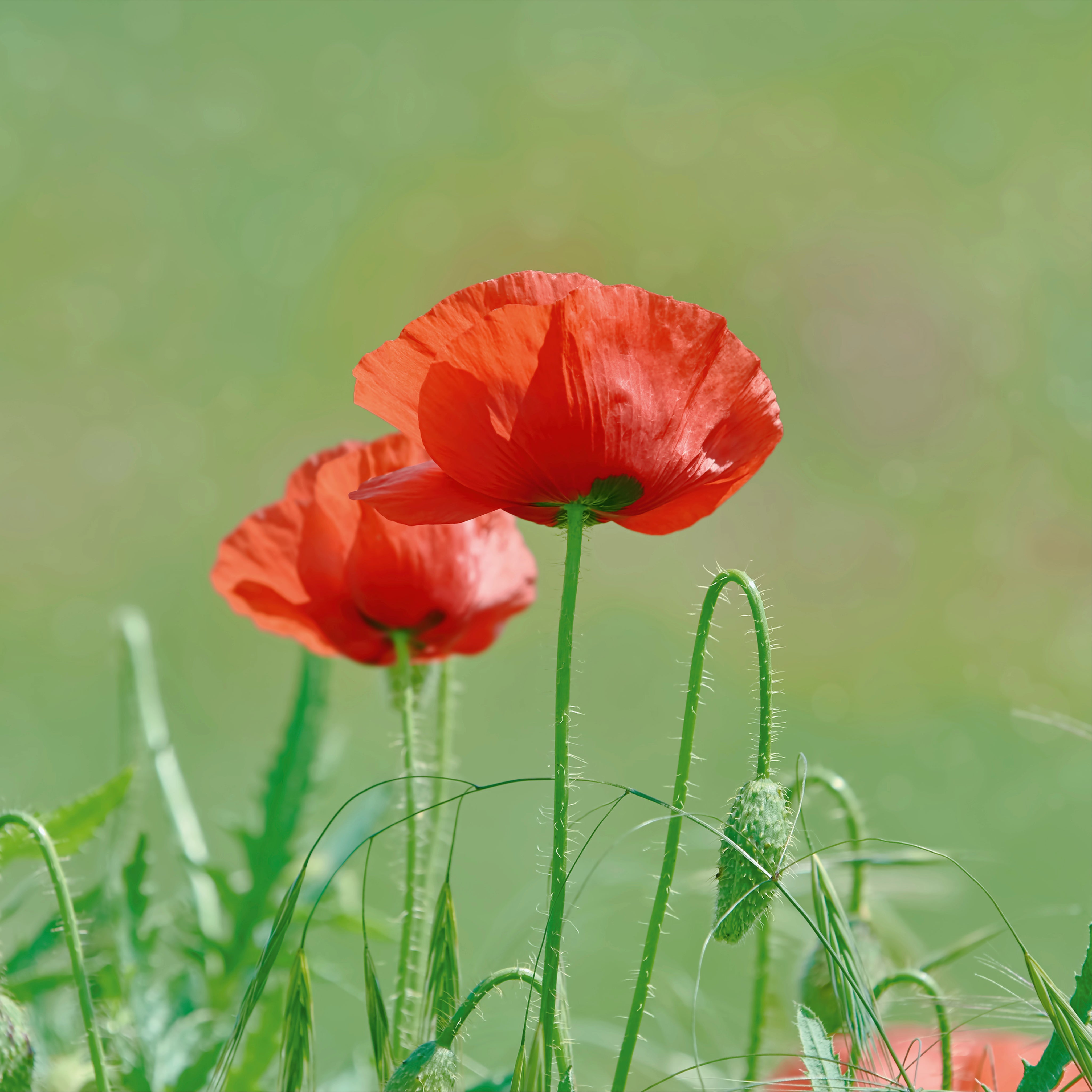 Poppy duet