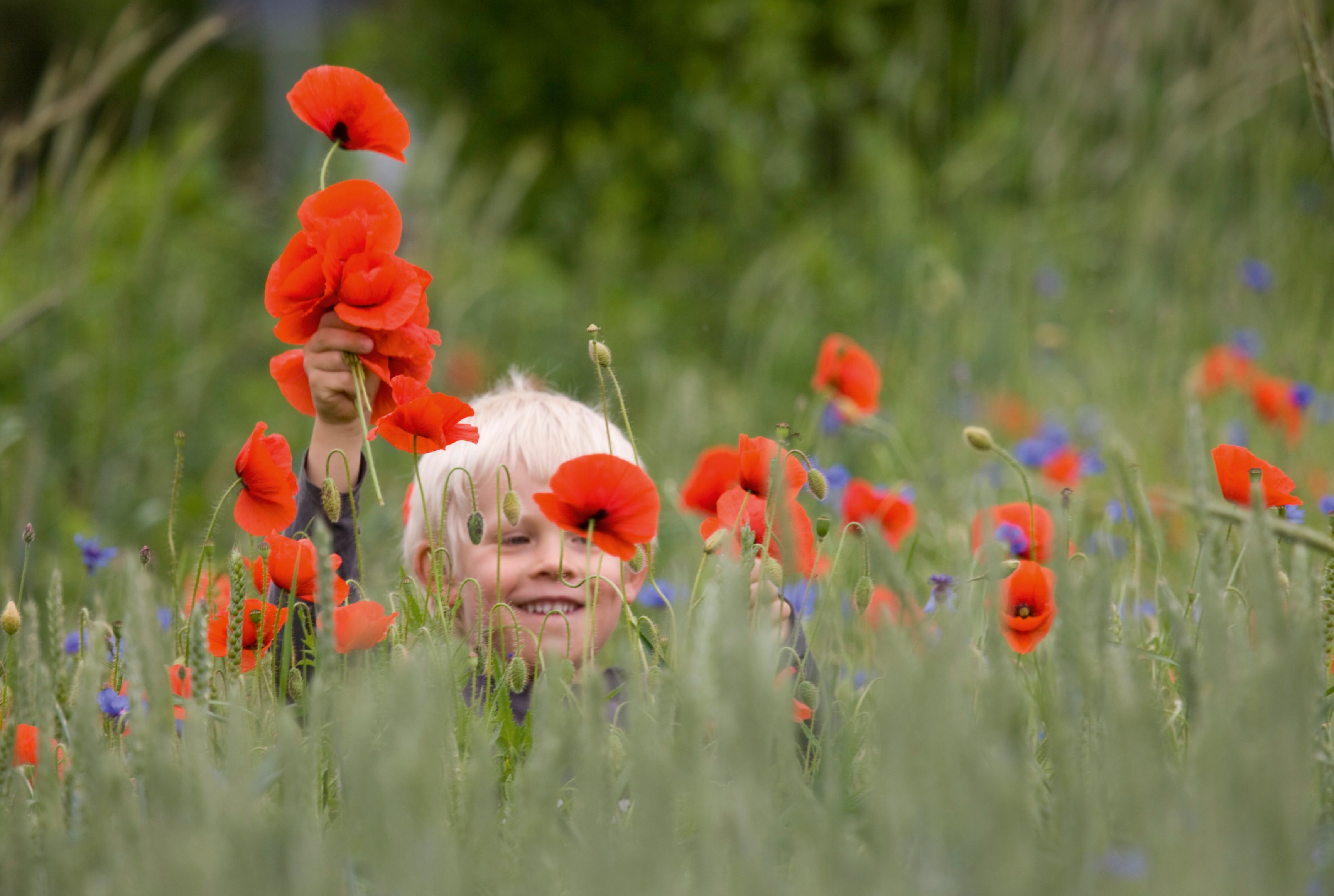 Poppy joy