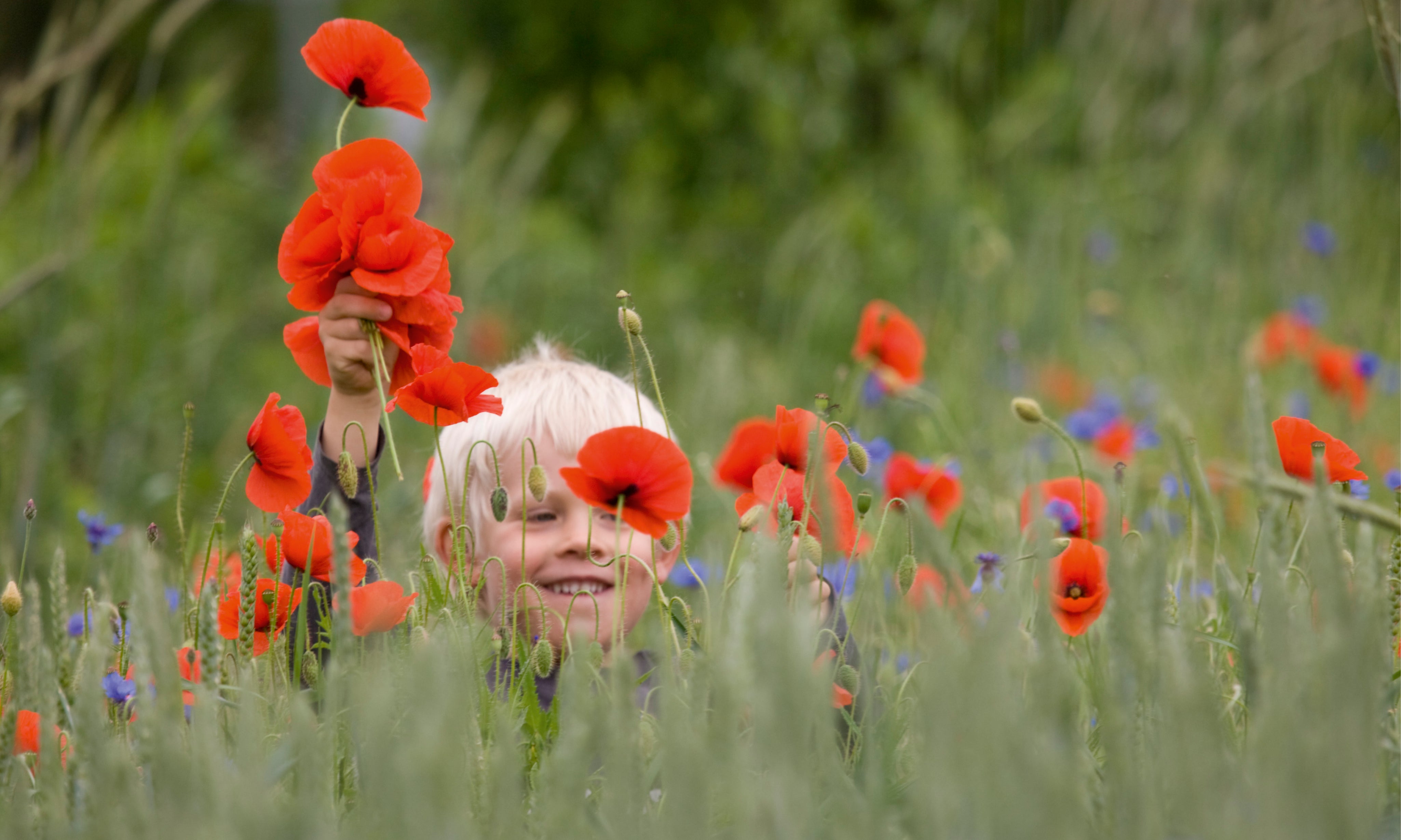 Poppyjoy-150x100cm.jpg