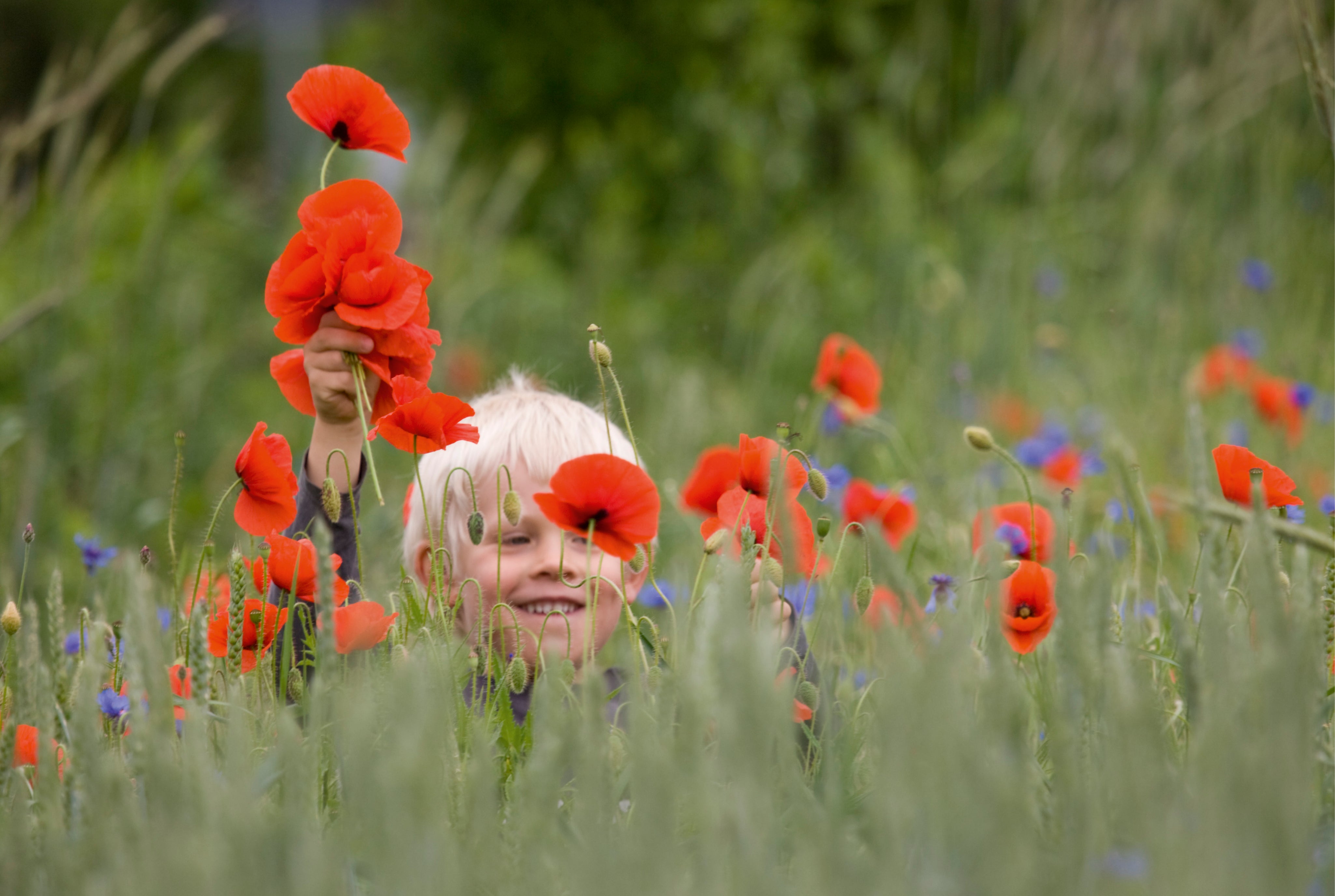 Poppyjoy-150x100cm.jpg