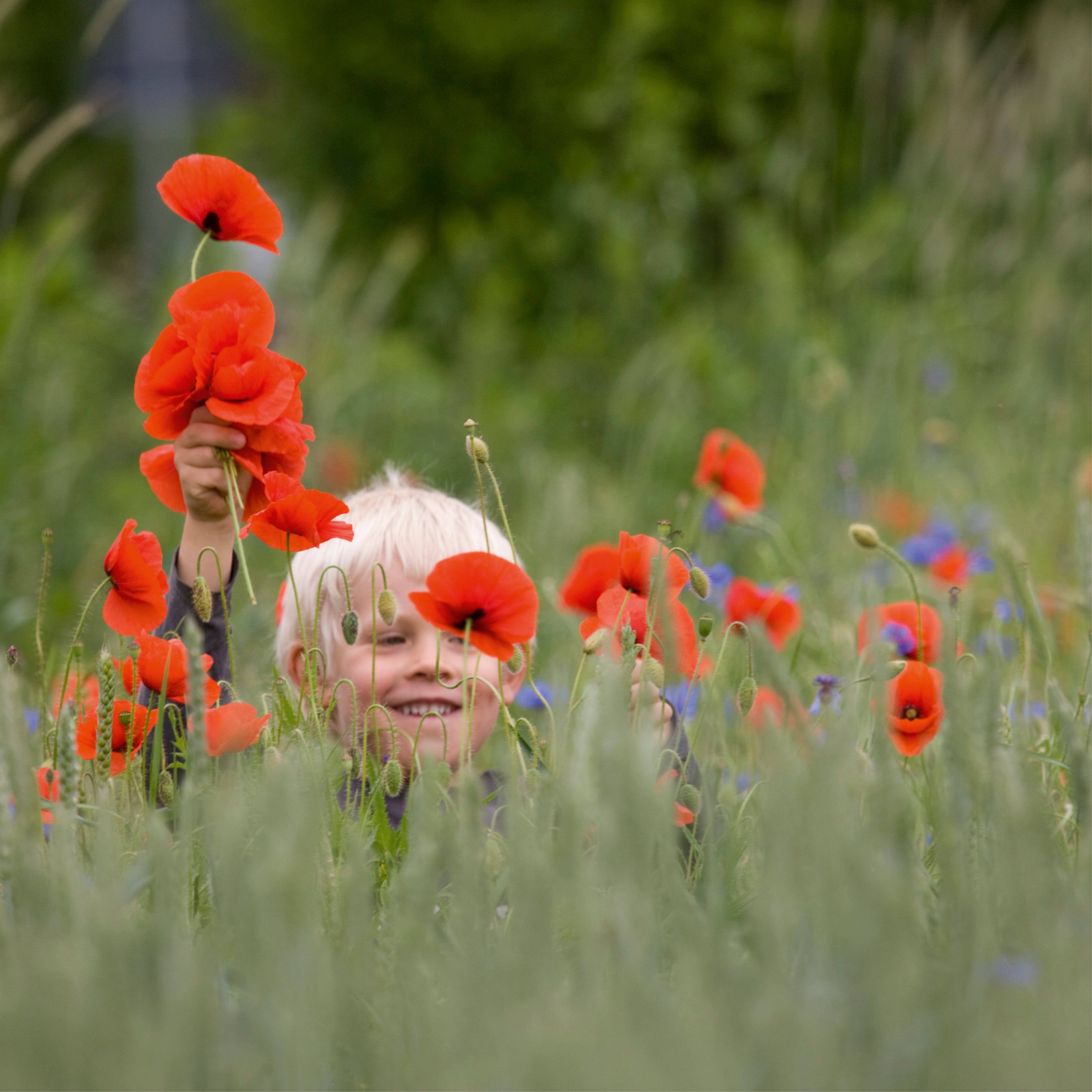Poppy joy