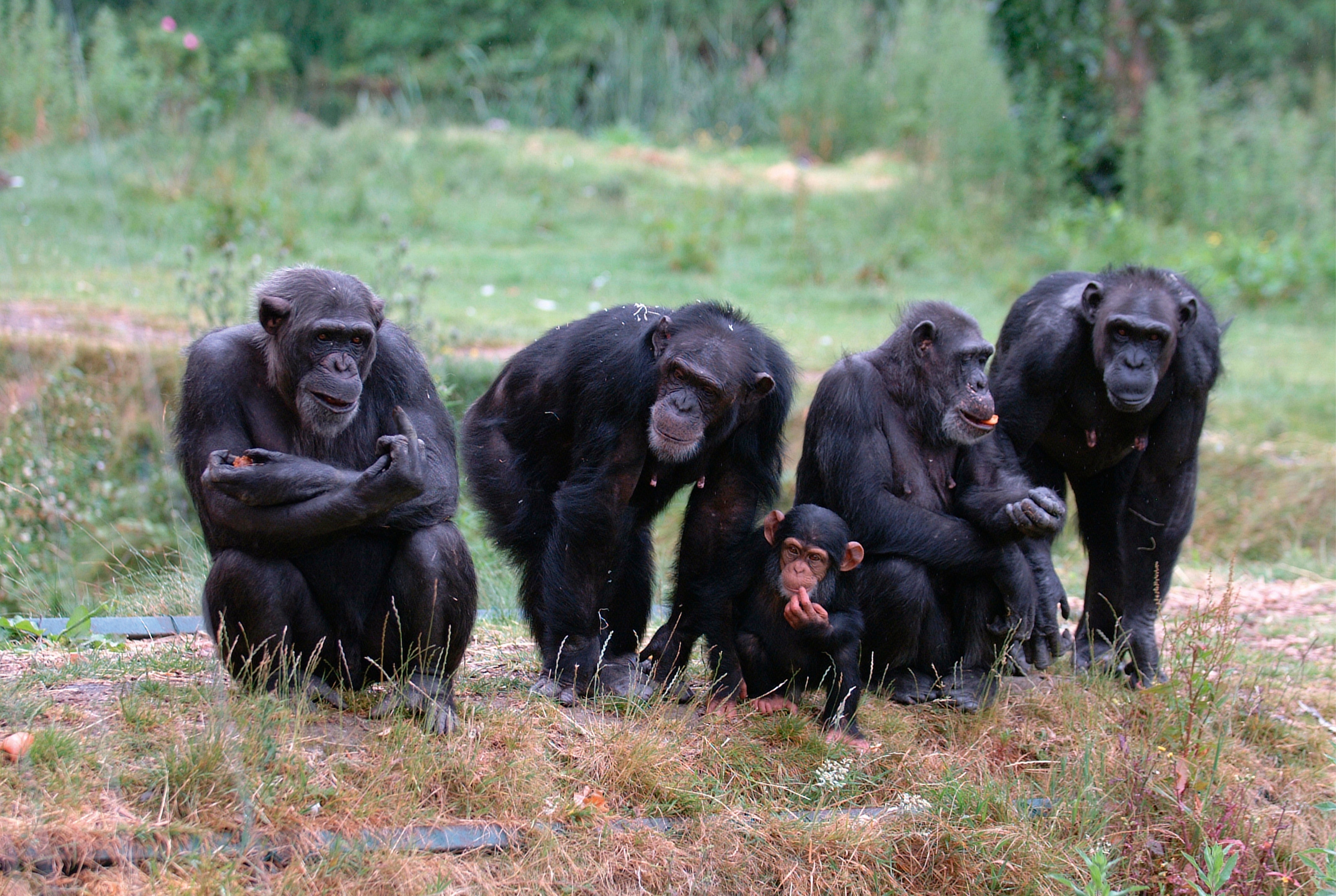 Primate family – silent art dk