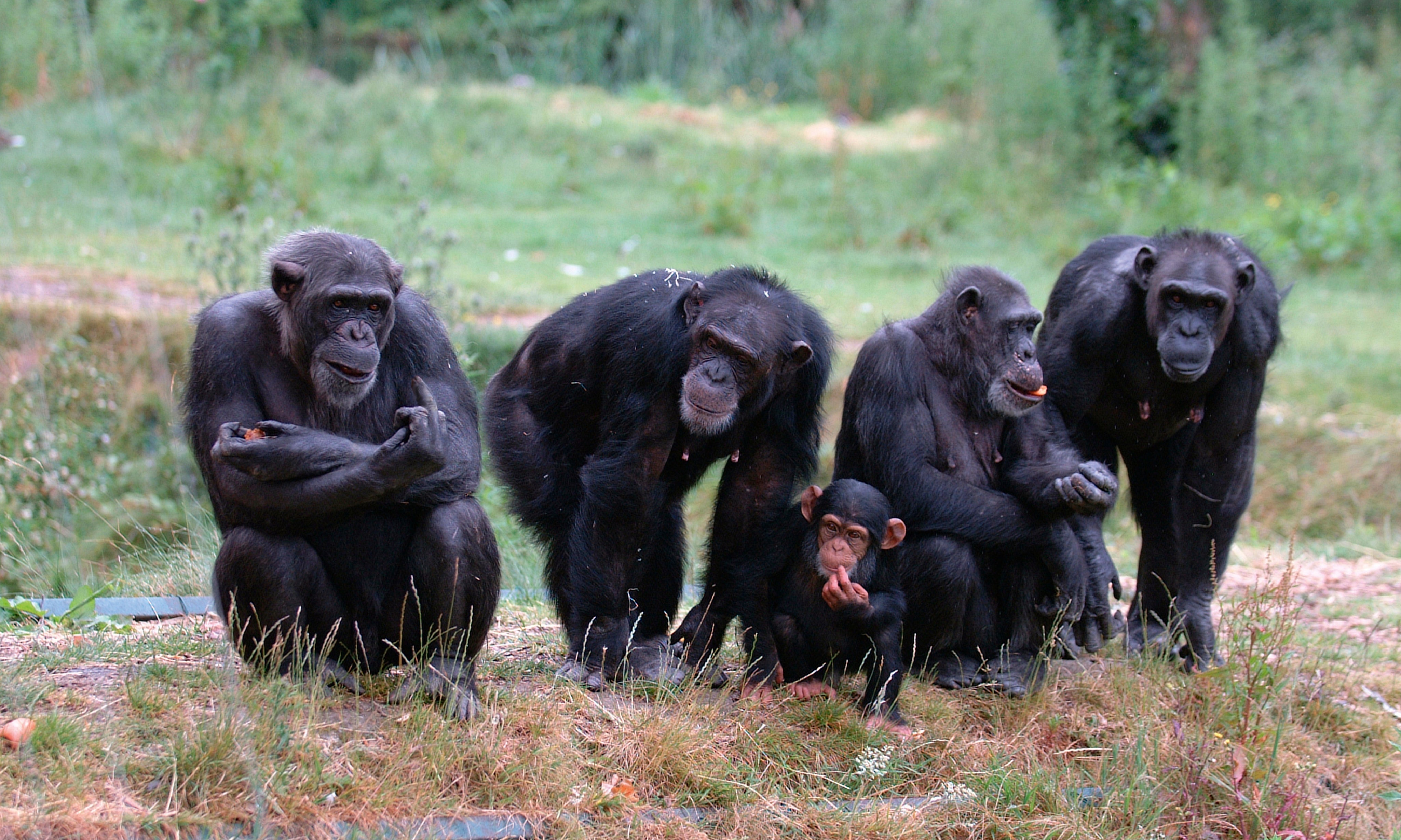 Primatefamily-150x100cm.jpg
